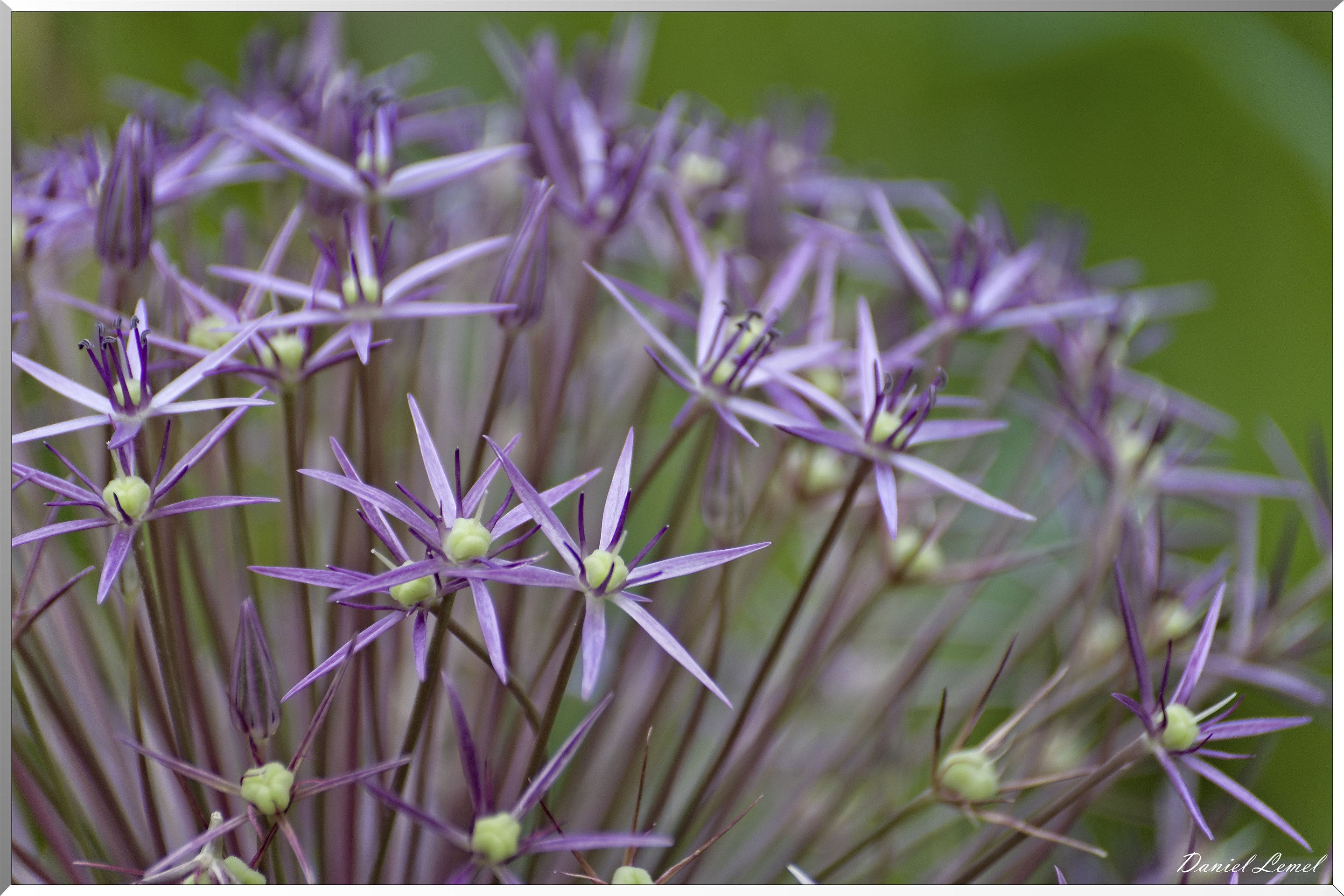 Giverny - la maison de Claude monet - 15 Juin 2021