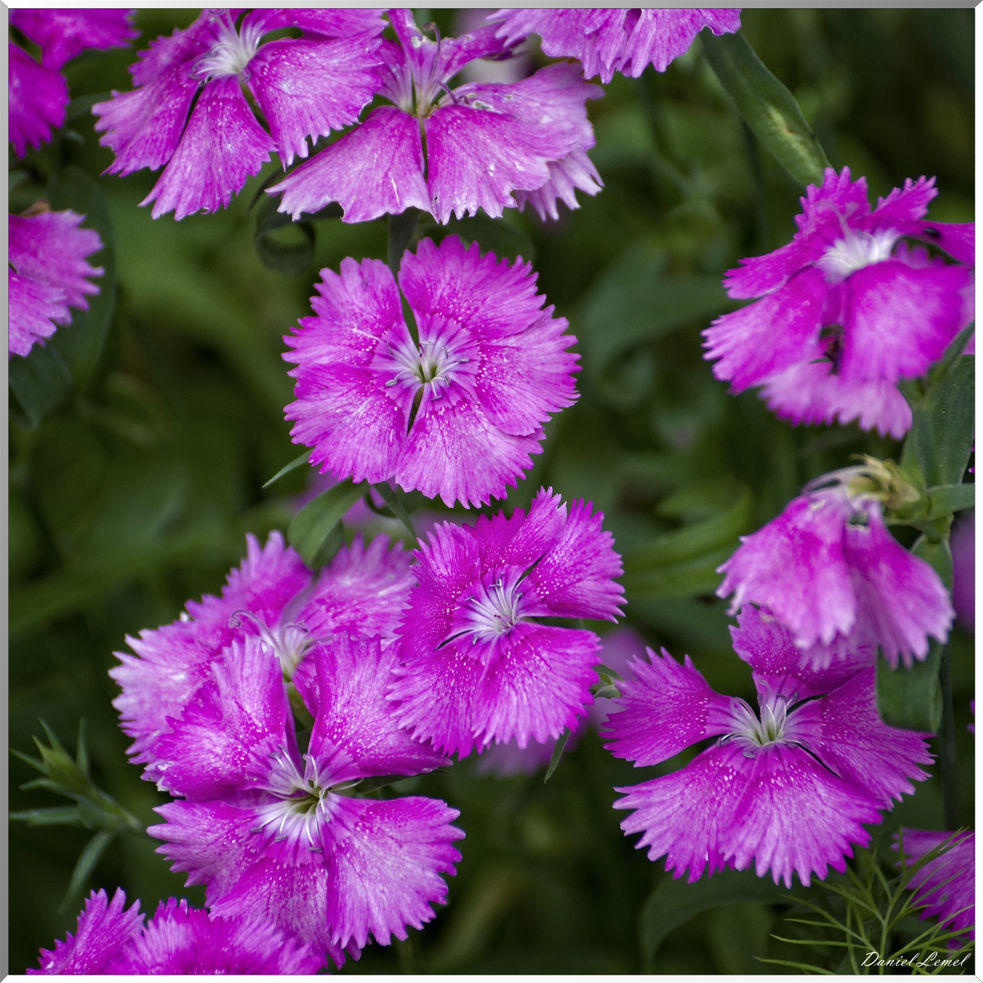 Giverny - la maison de Claude monet - 15 Juin 2021
