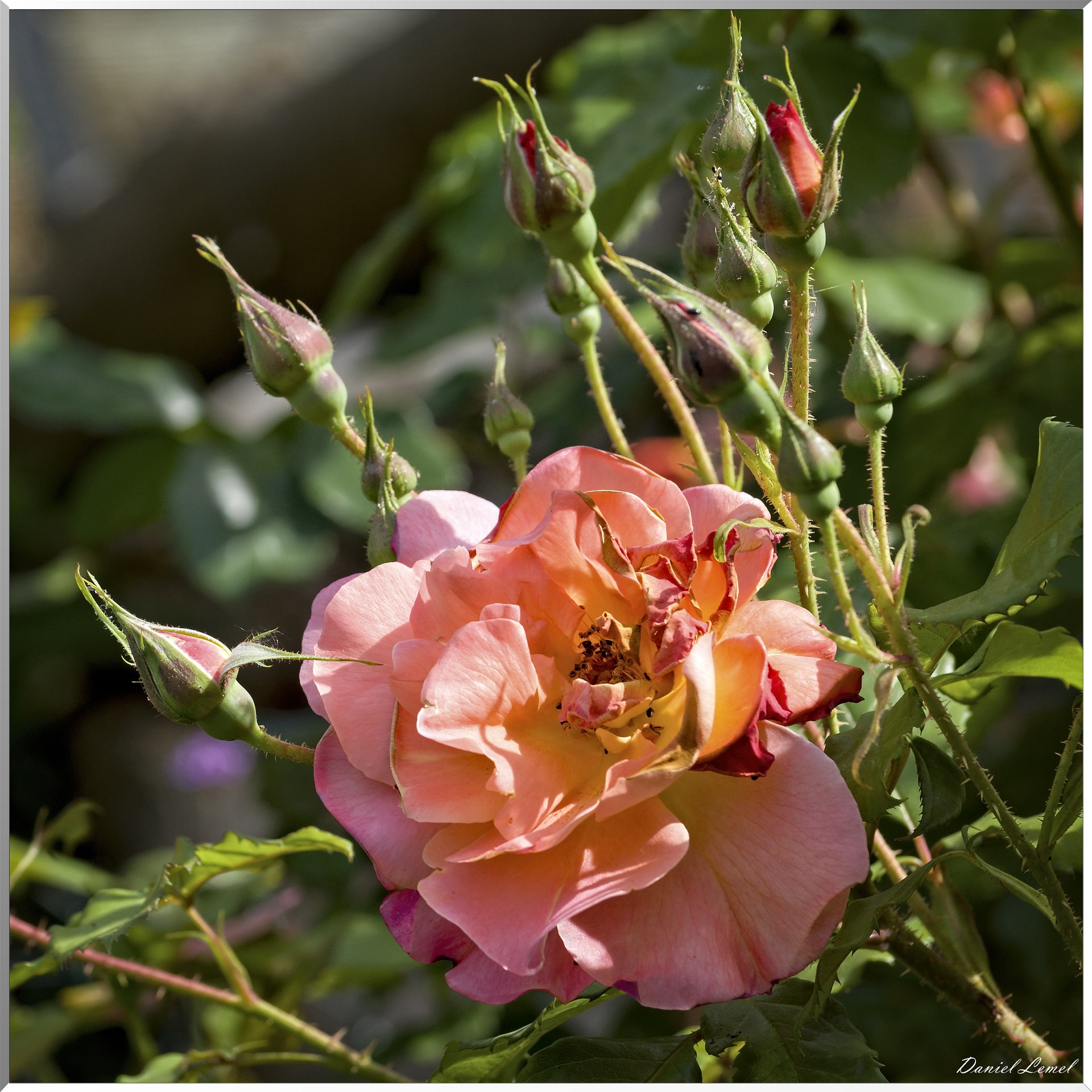 Giverny - la maison de Claude monet - 15 Juin 2021