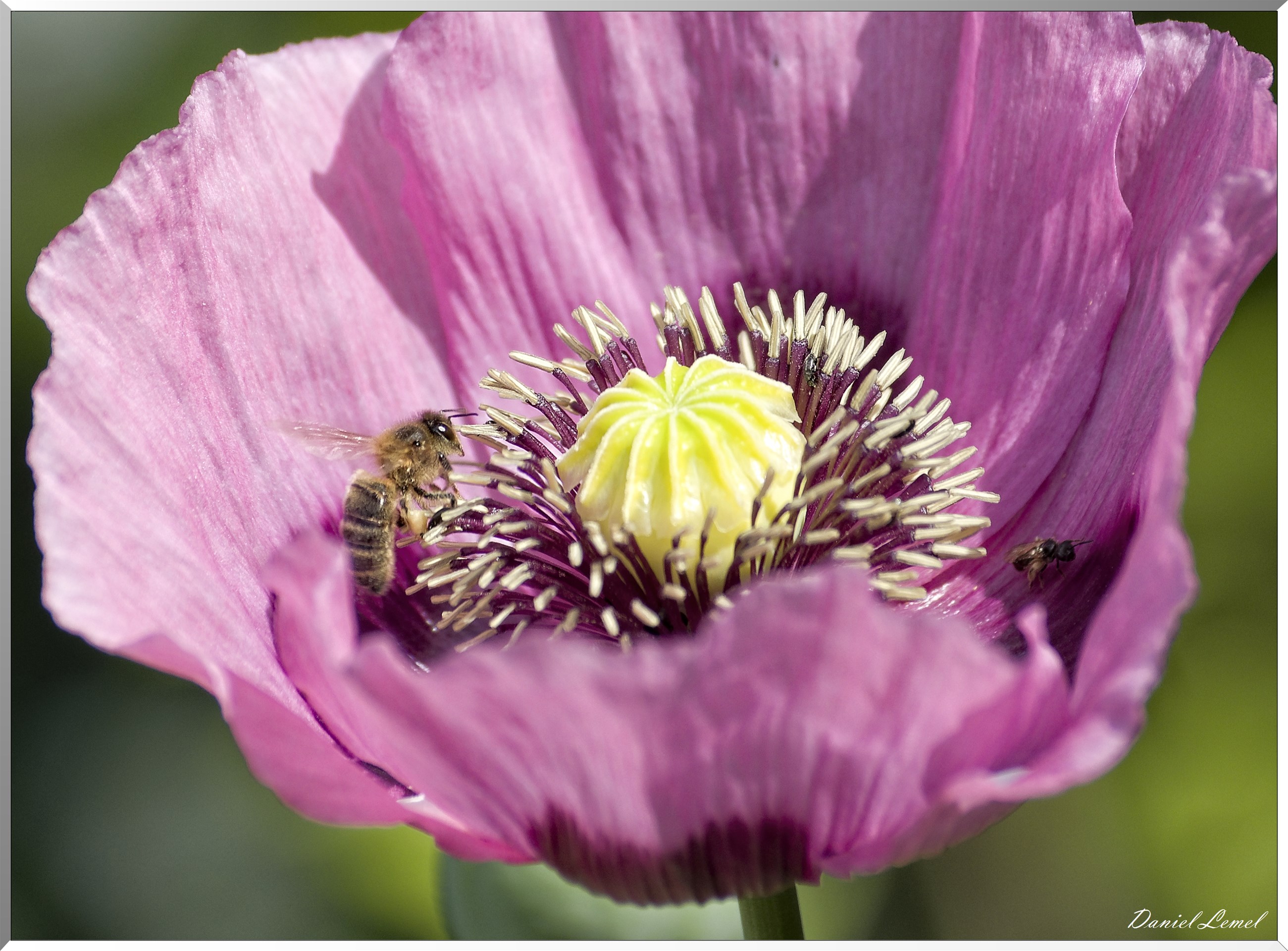 Giverny - la maison de Claude monet - 15 Juin 2021
