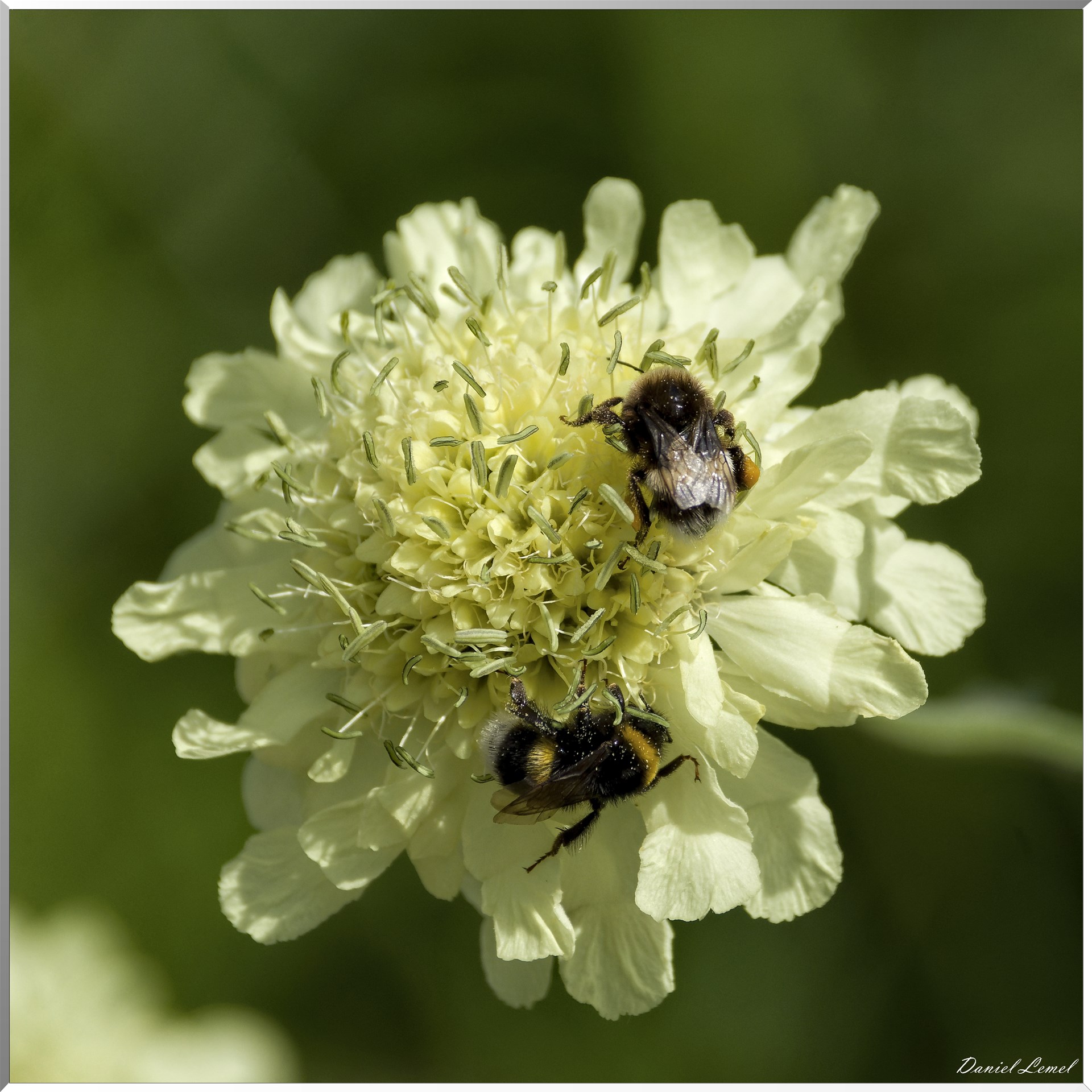 Giverny - la maison de Claude monet - 15 Juin 2021