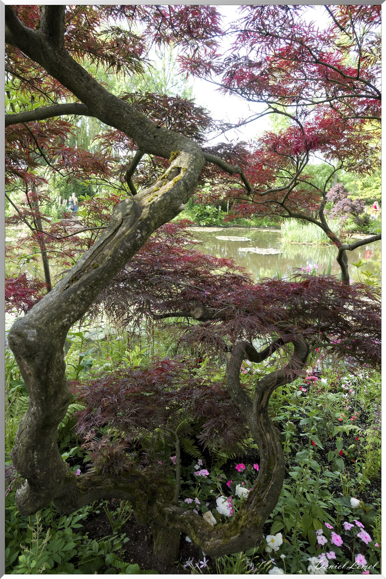 Giverny - la maison de Claude monet - 15 Juin 2021