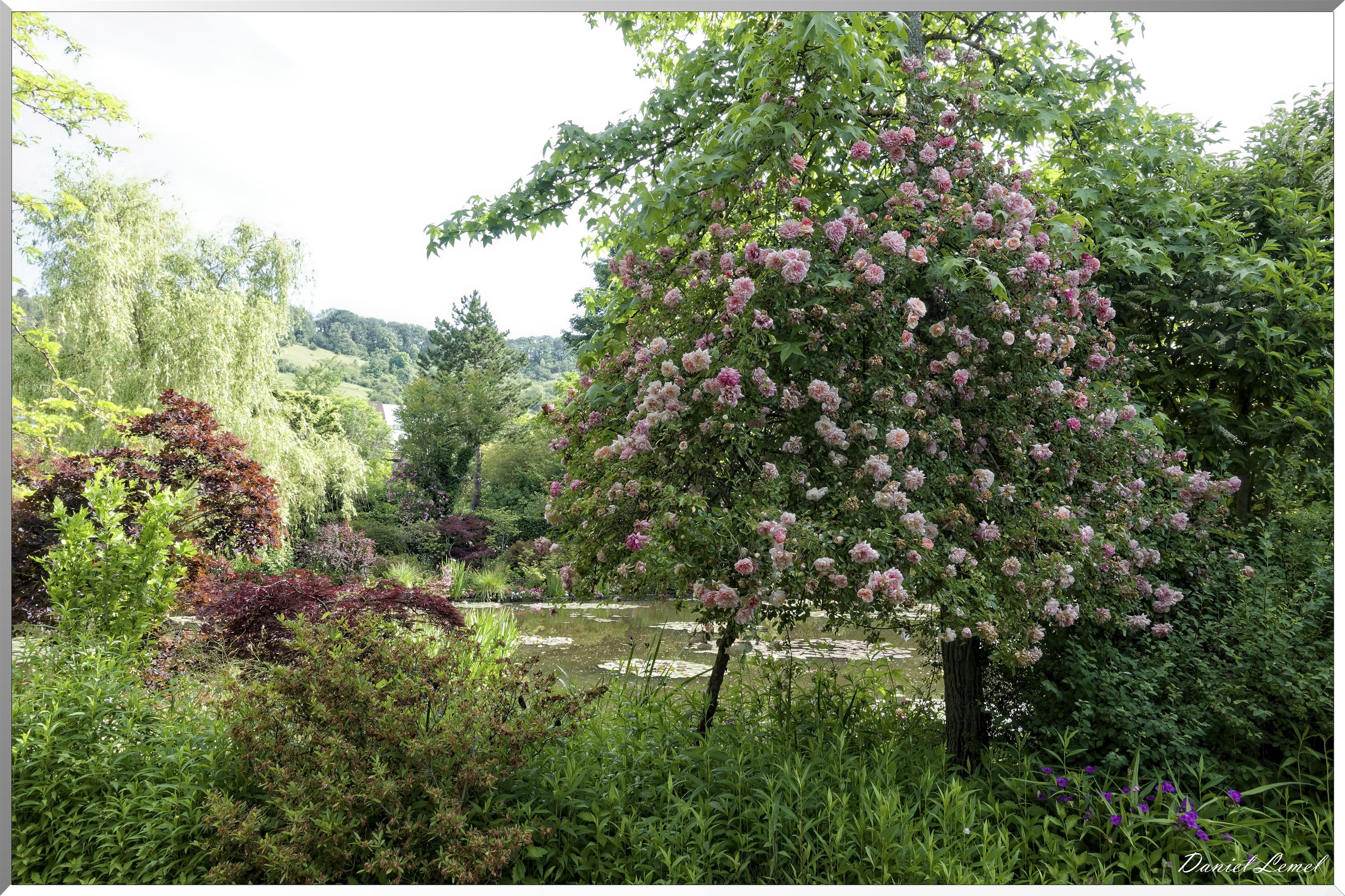 Giverny - la maison de Claude monet - 15 Juin 2021