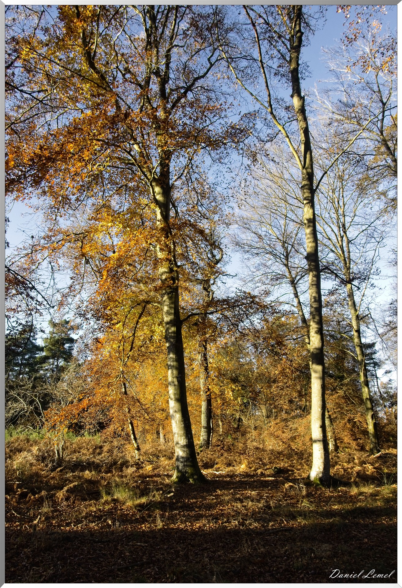 Forêt de Bord à l'automne
