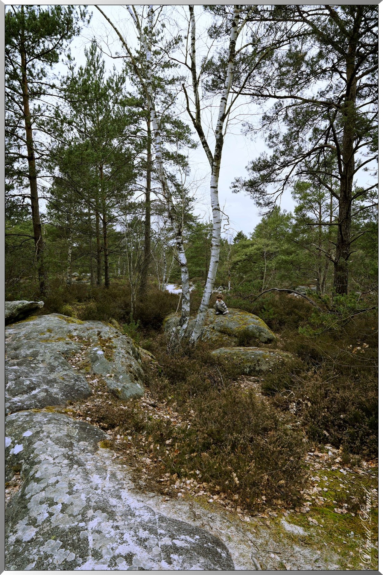 Forêt de Fontainebleau