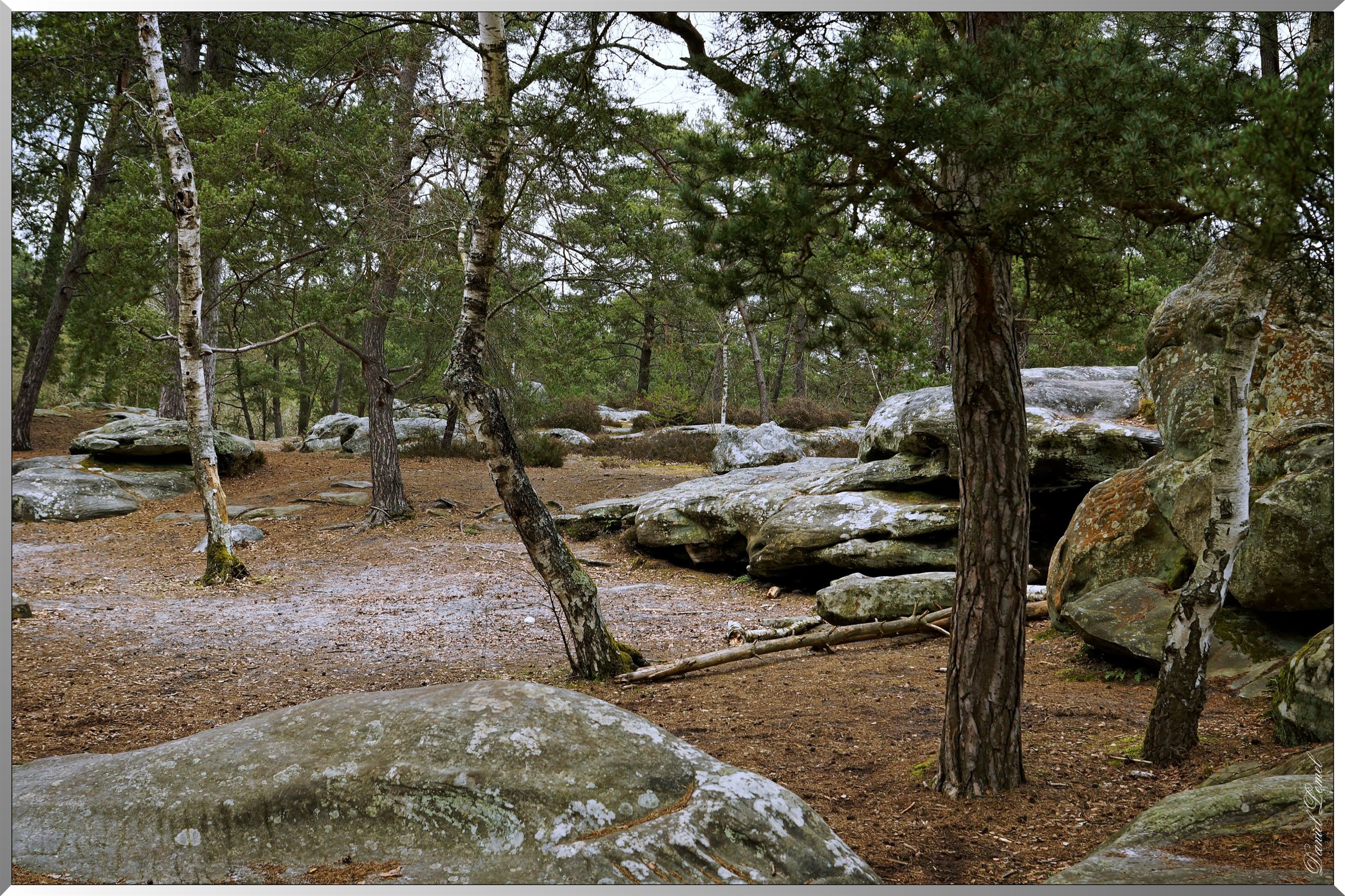 Forêt de Fontainebleau