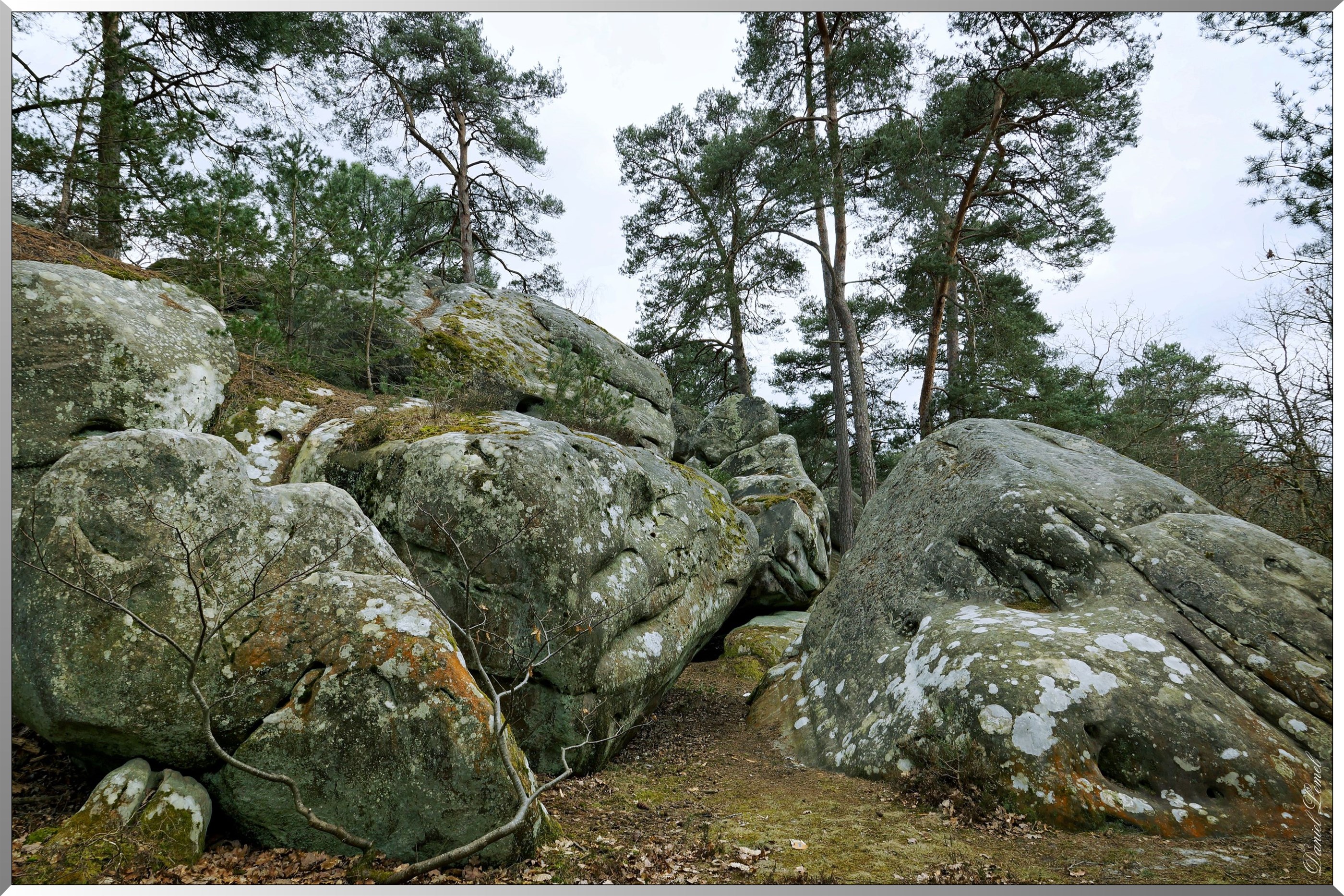 Forêt de Fontainebleau