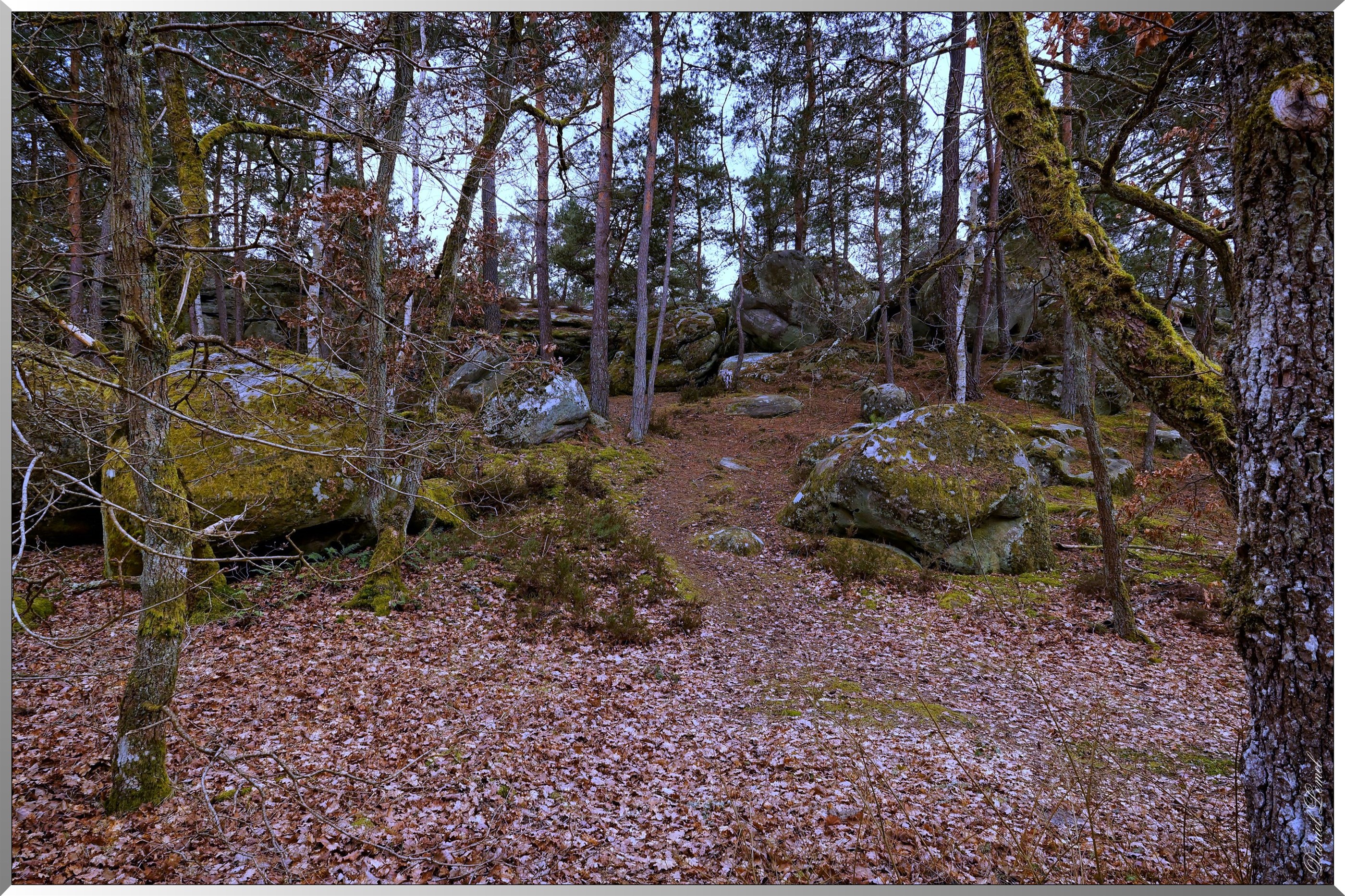Forêt de Fontainebleau