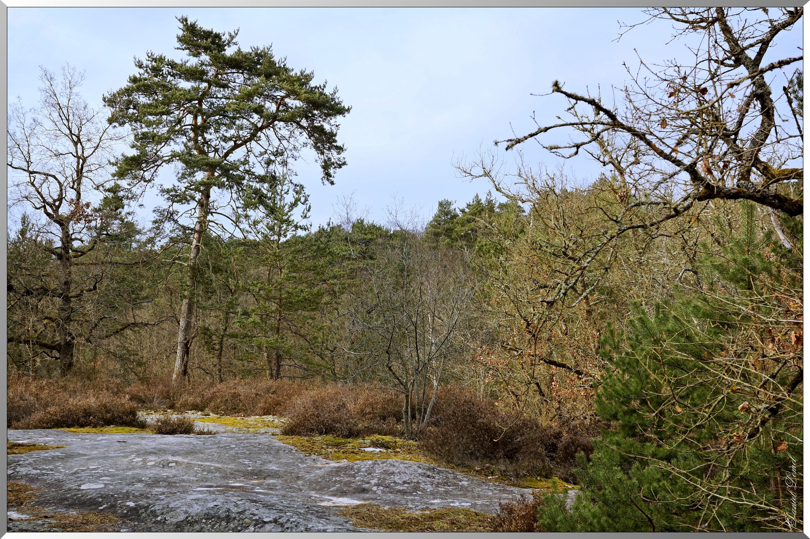 Forêt de Fontainebleau