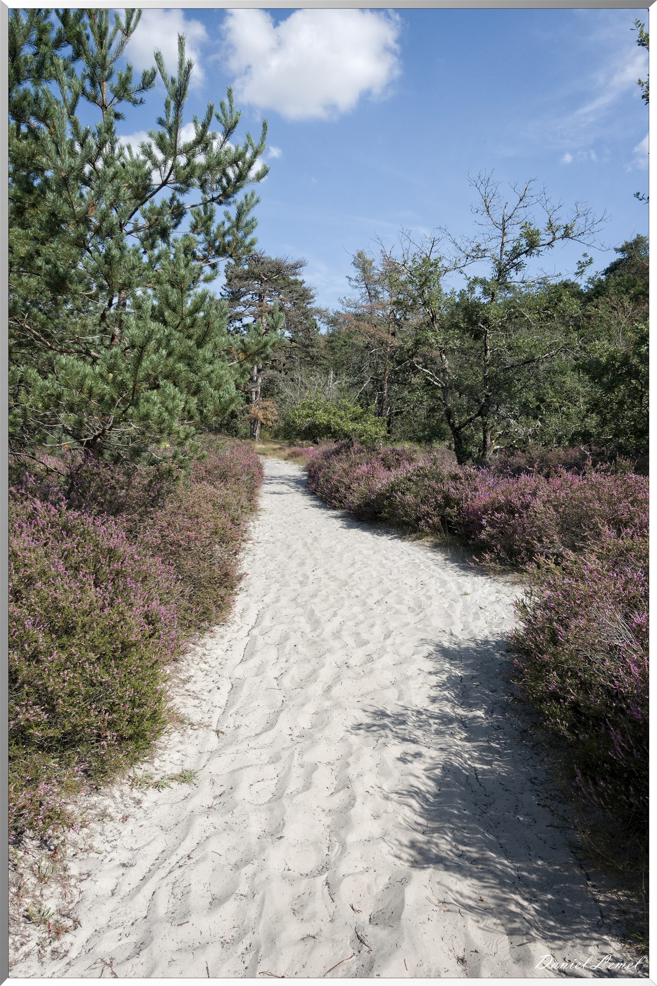 Forêt de Fontainebleau