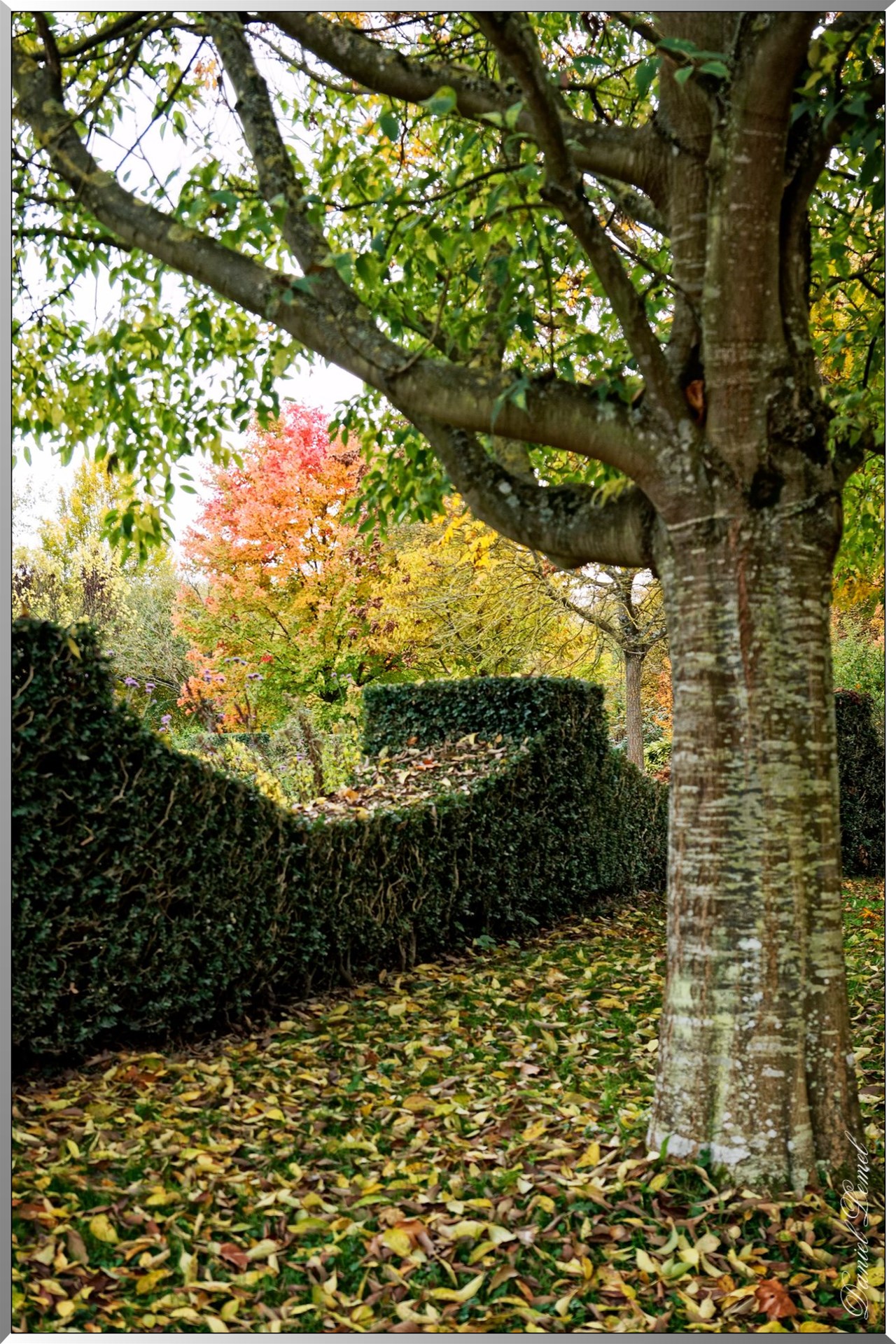Jardin du Roi