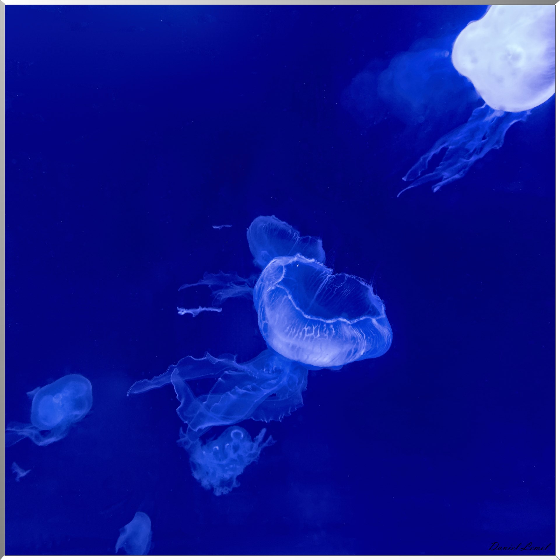 Meduse