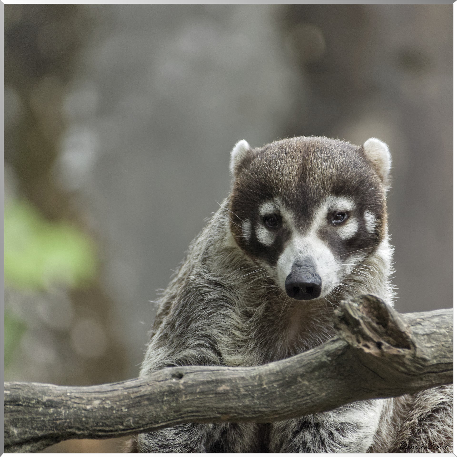 coatis a nez blanc