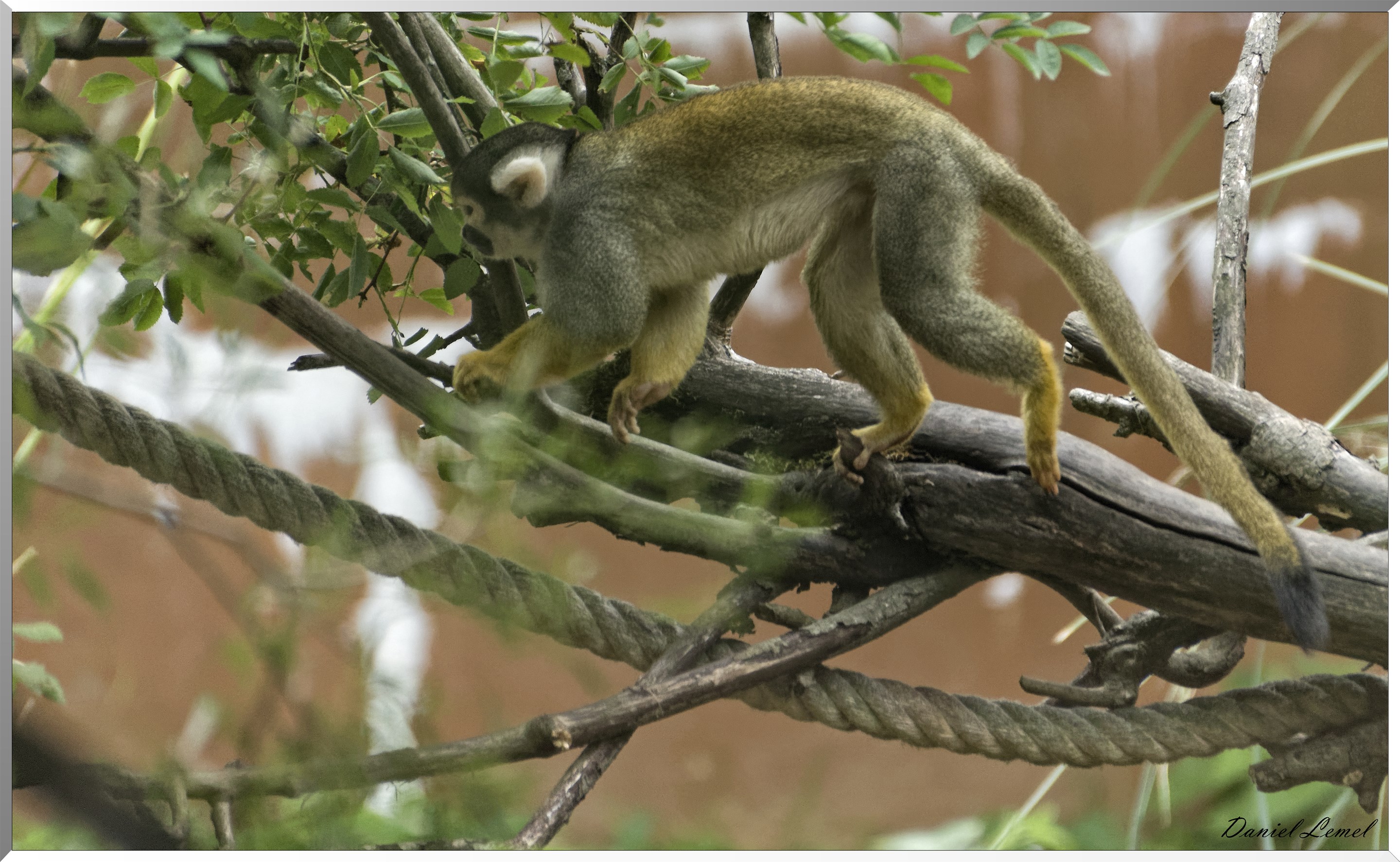 Petit singe