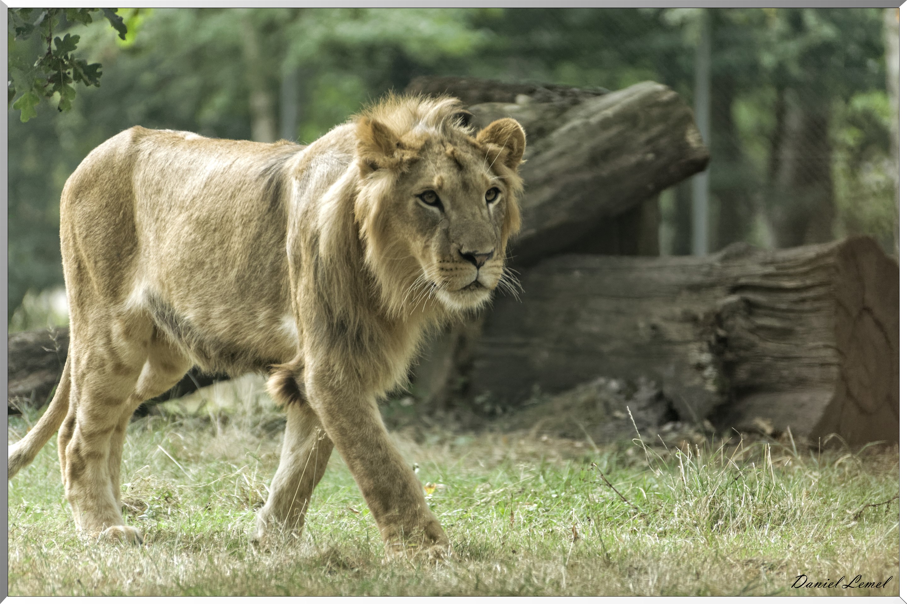 Jeune Lion