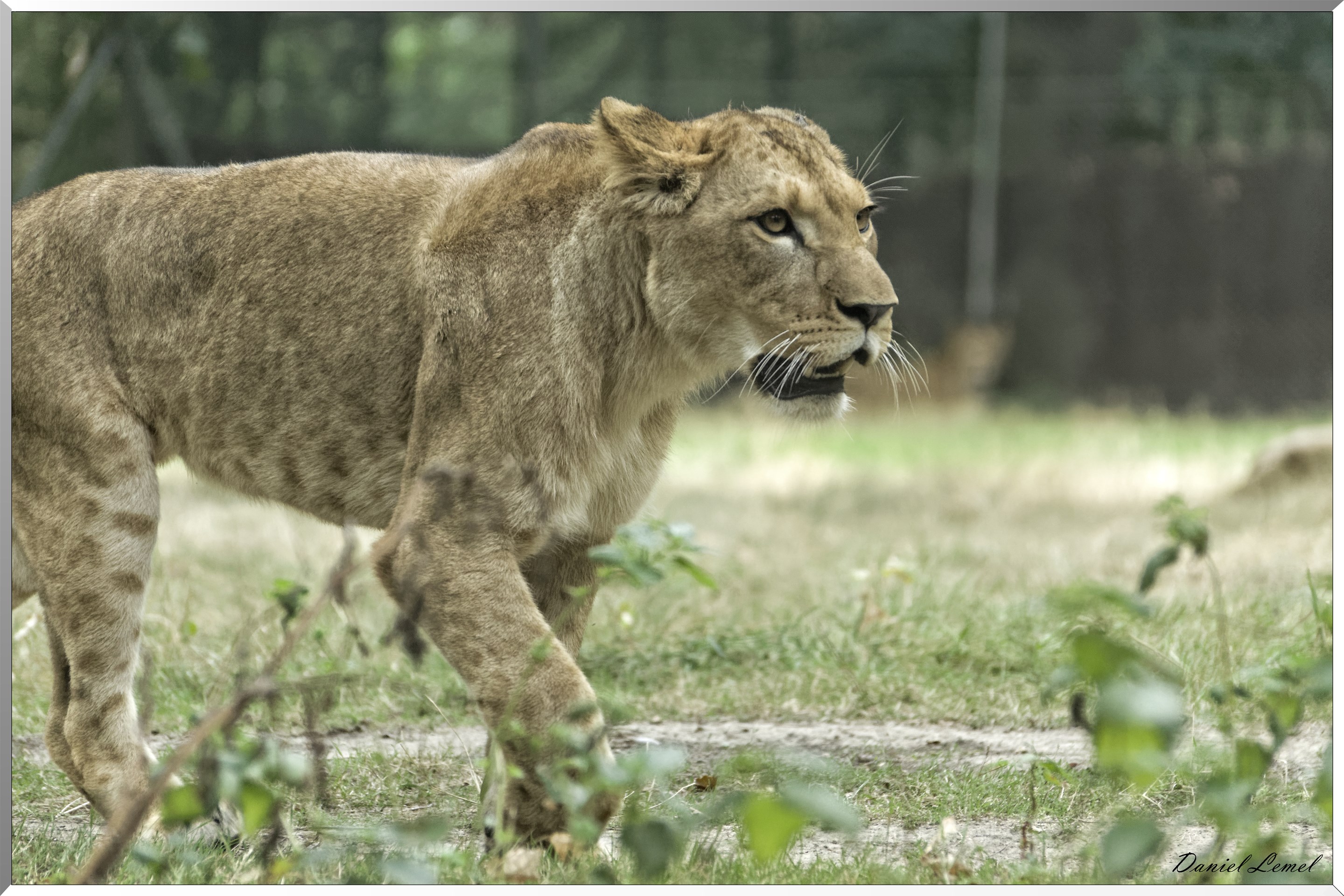 Lionne