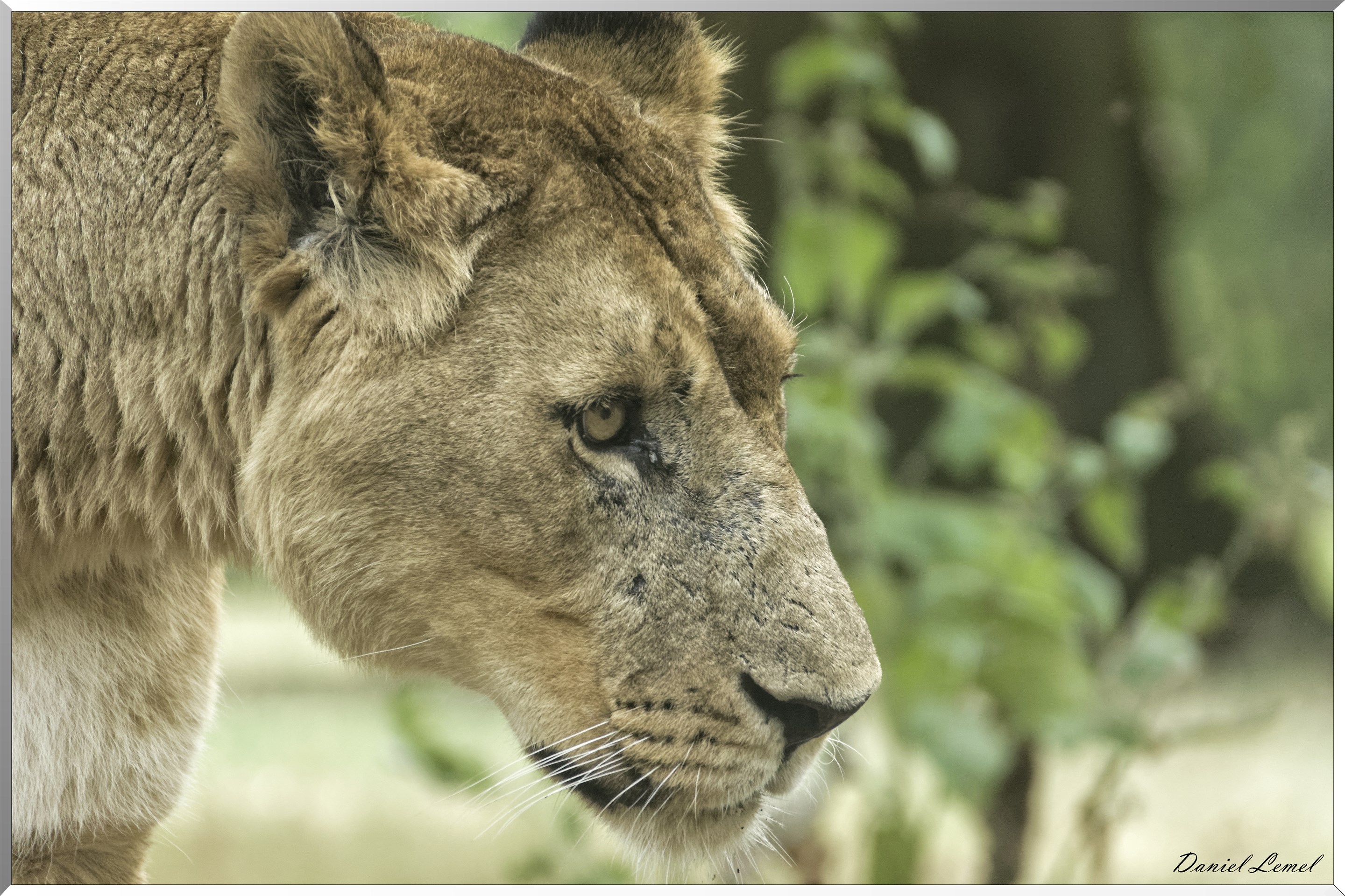 Lionne