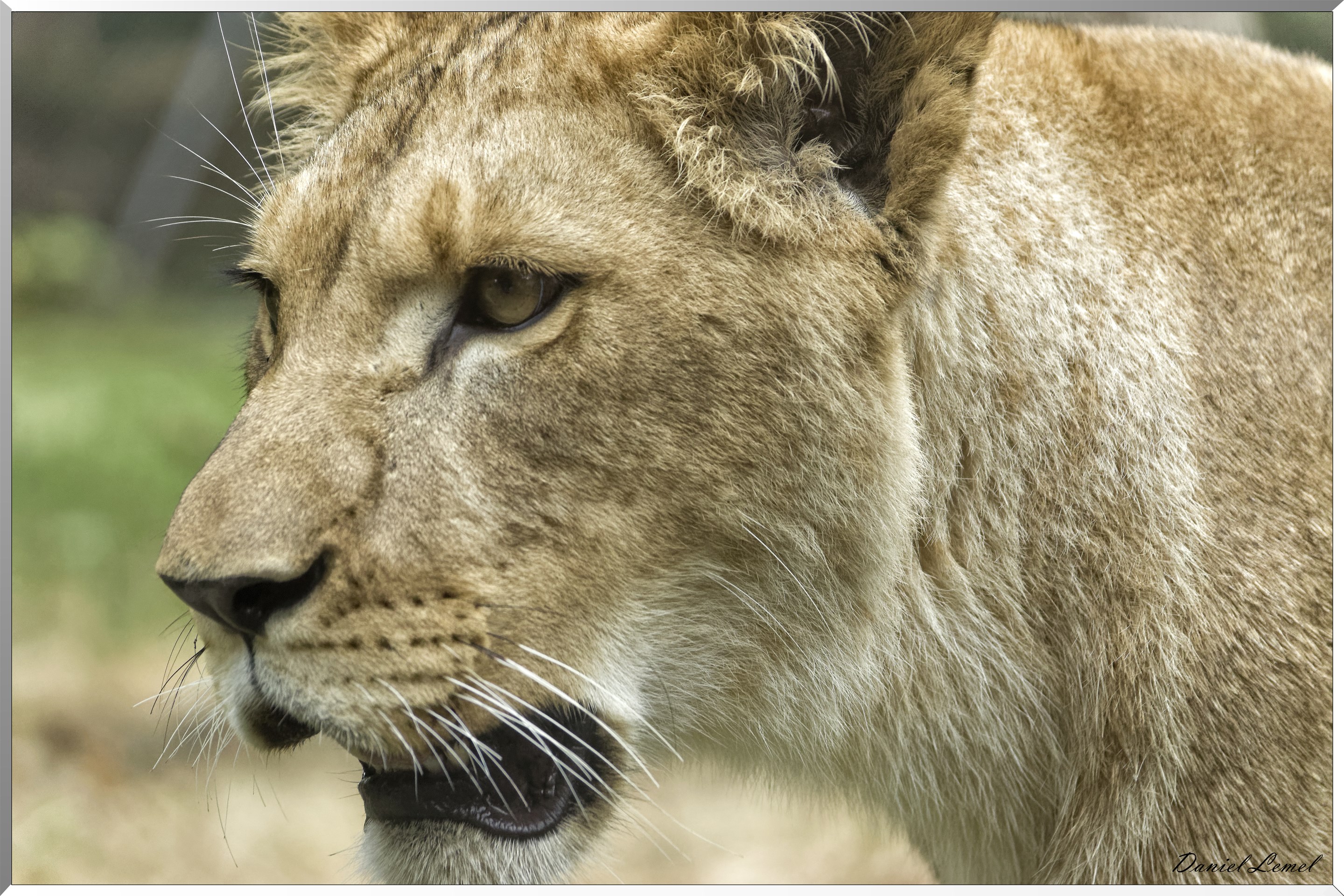 Lionne