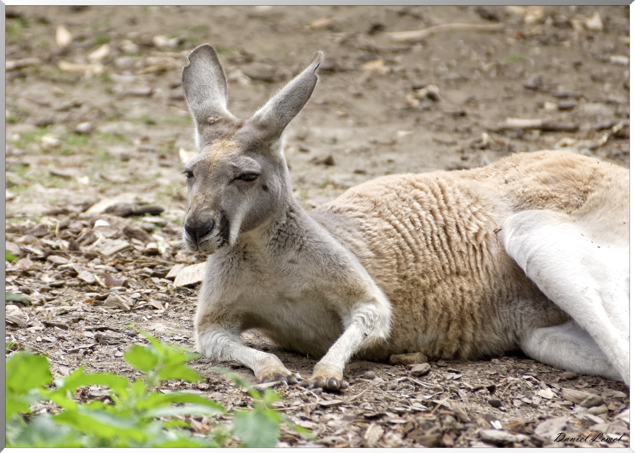 Wallabie de Bennett
