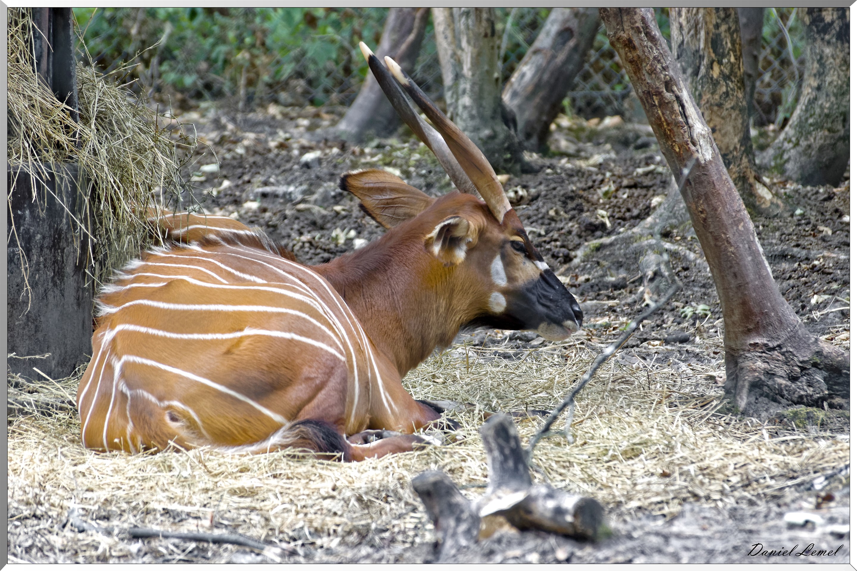 Bongo