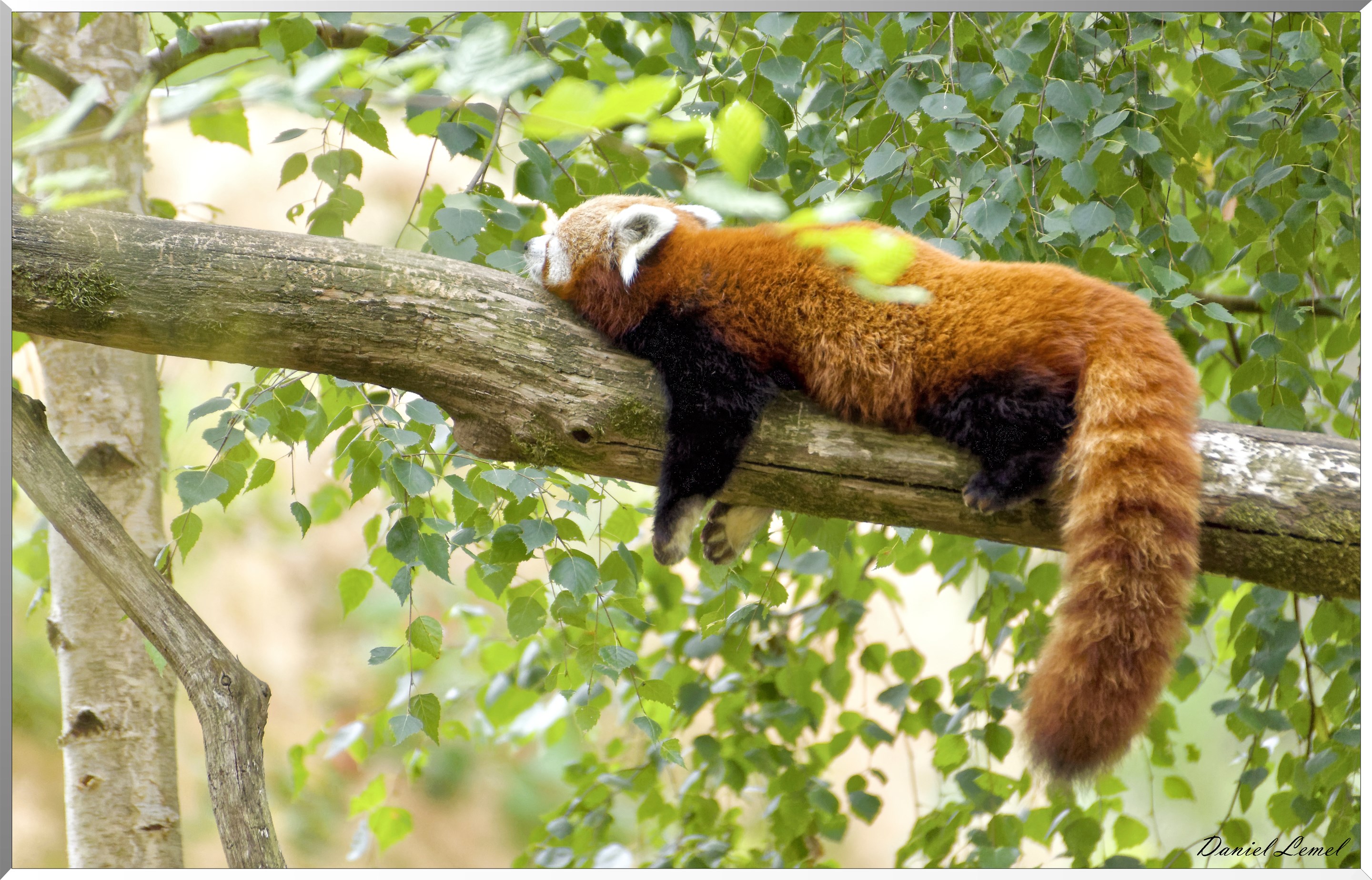 Panda Roux