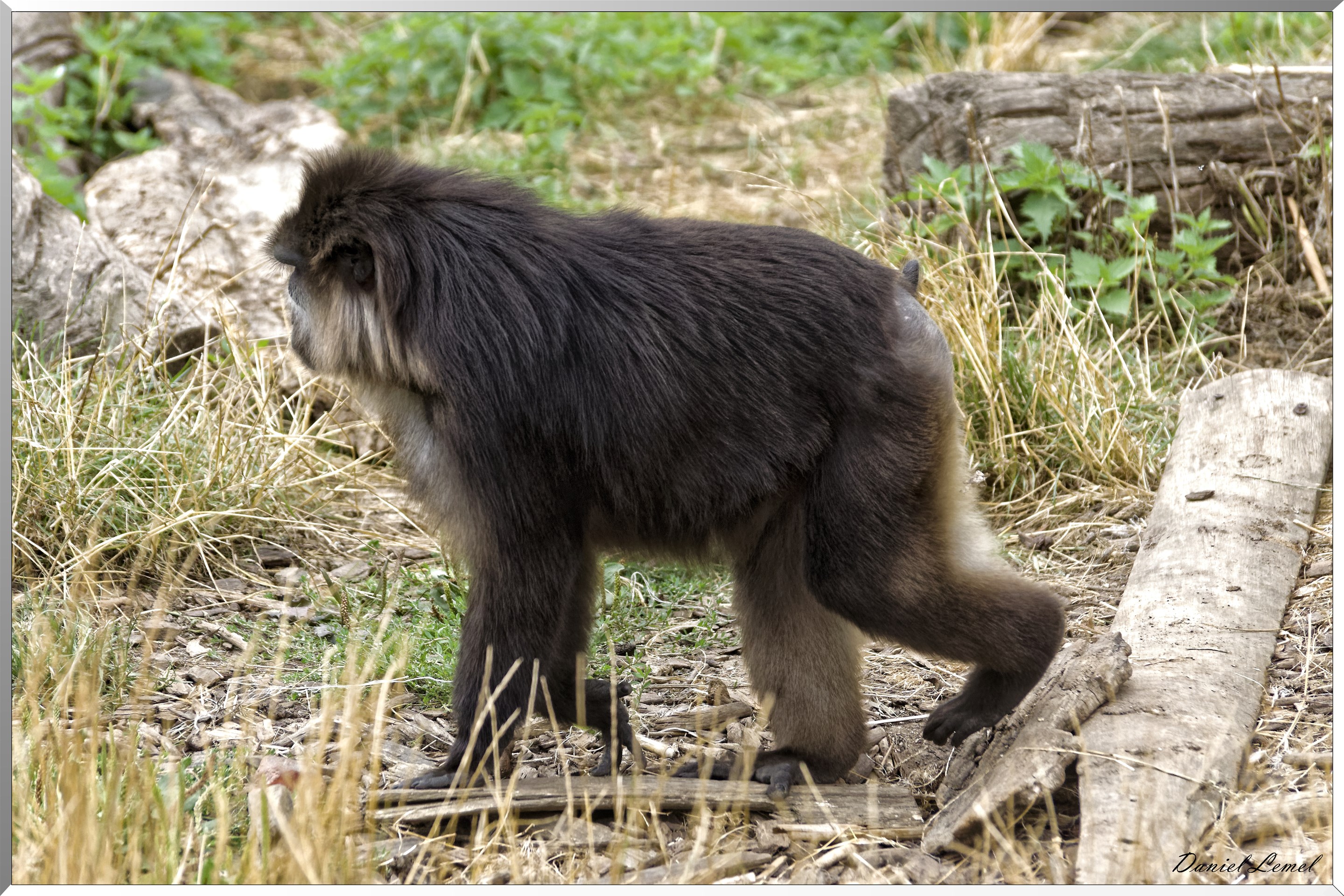 Macaque de Tonkéan