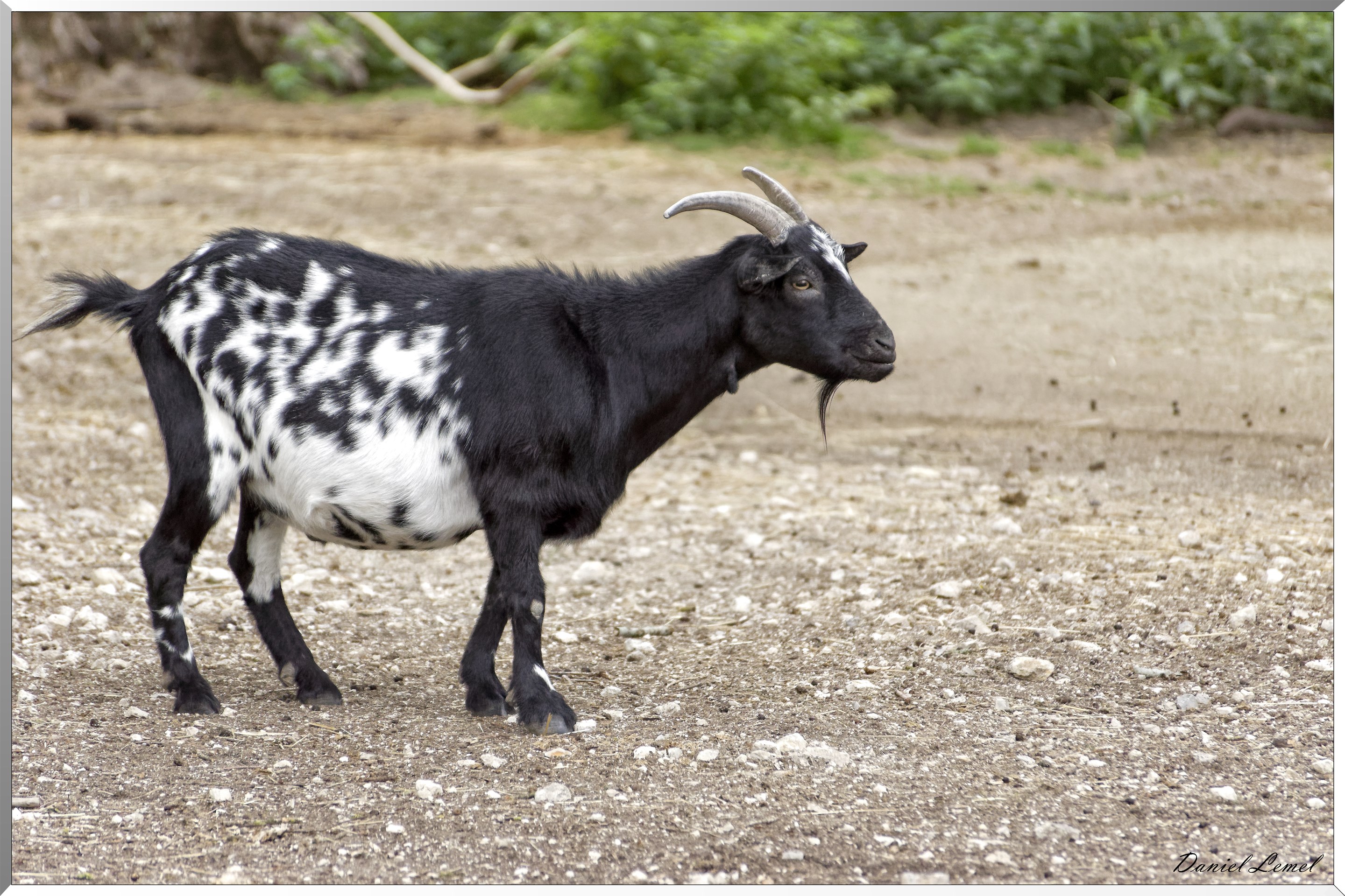 Chèvre