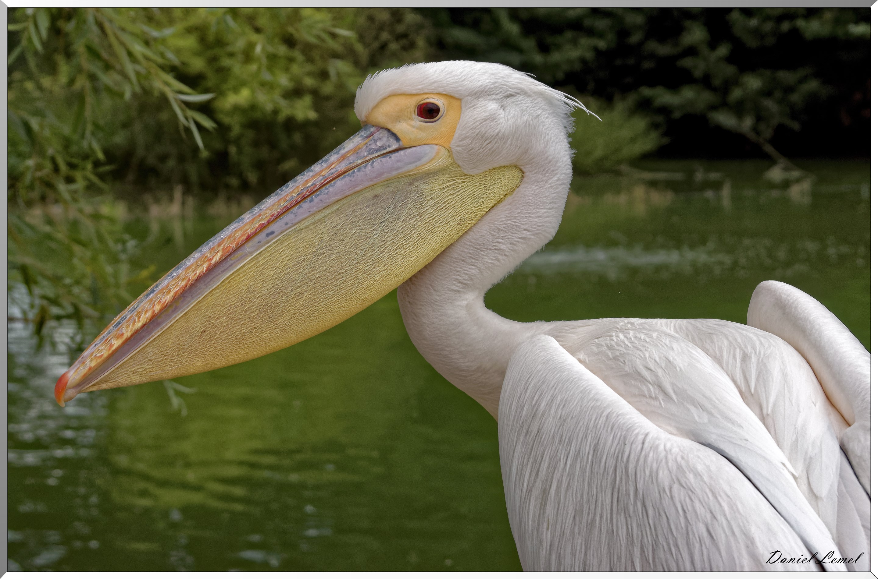 Pélican blanc