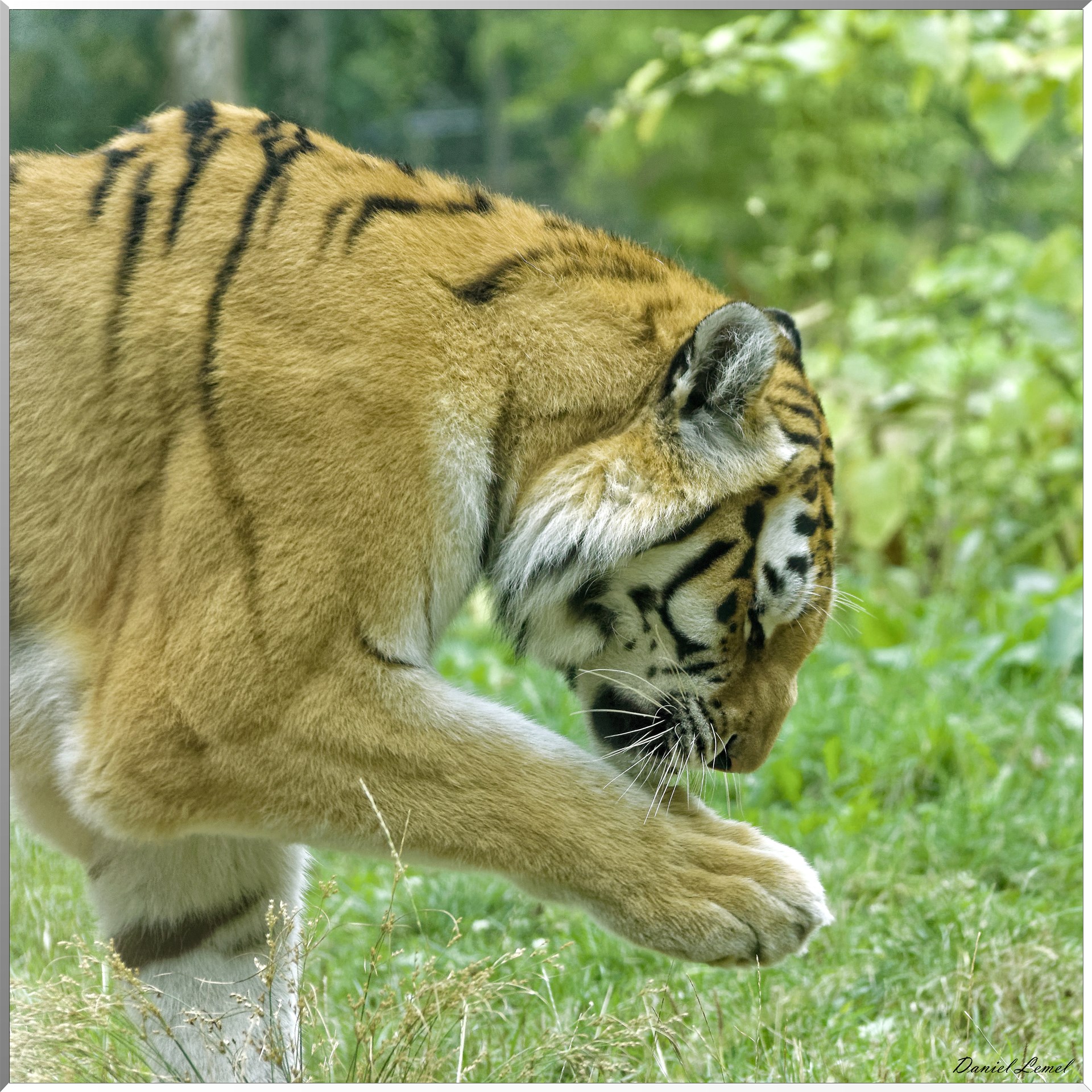 Tigre de Sibérie