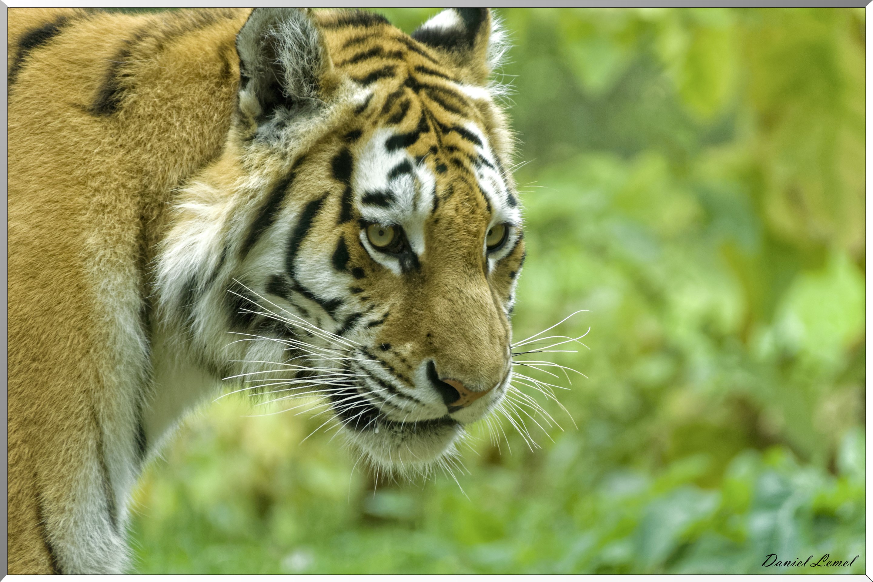 Tigre de Sibérie