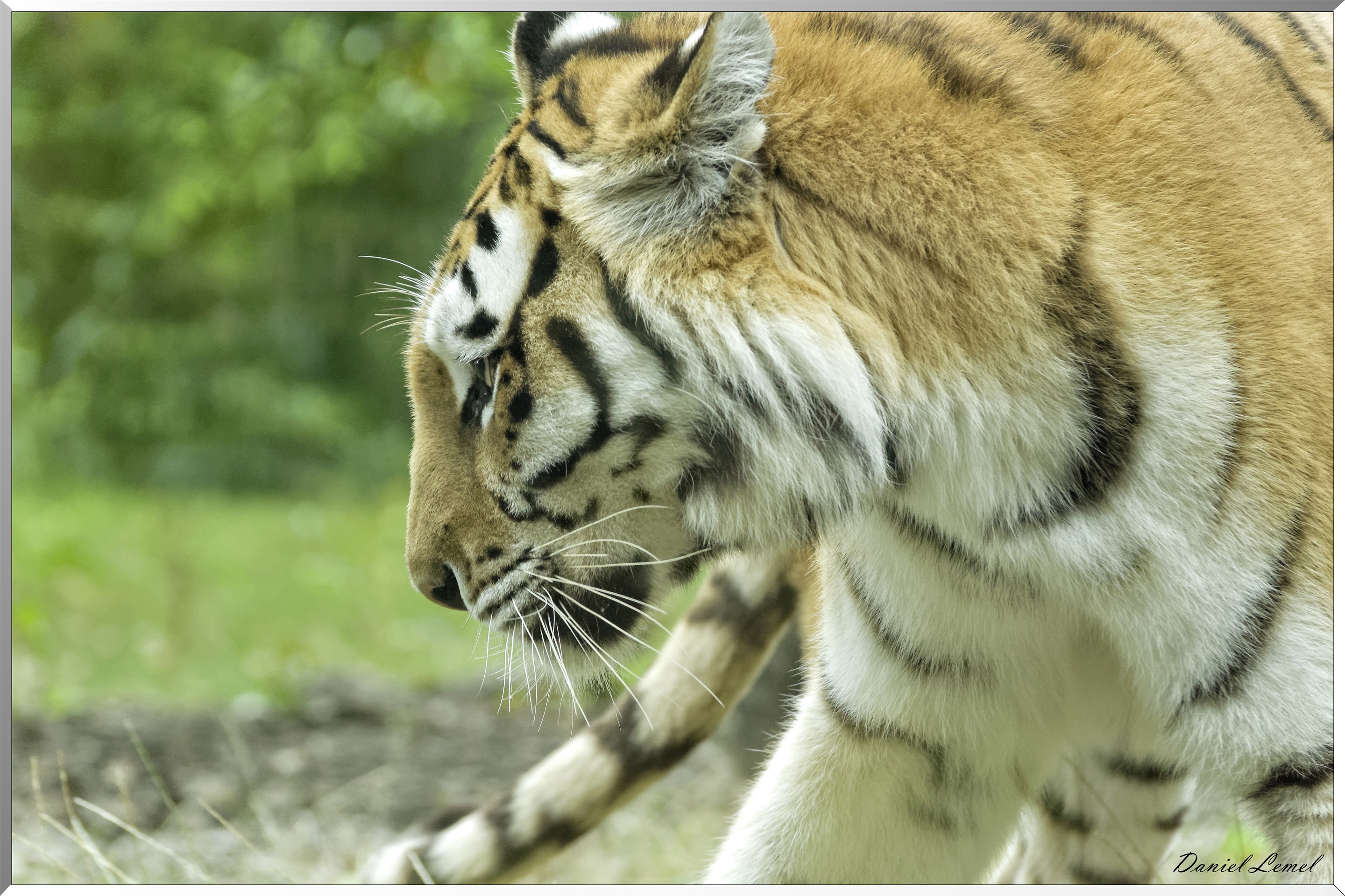 Tigre de Sibérie