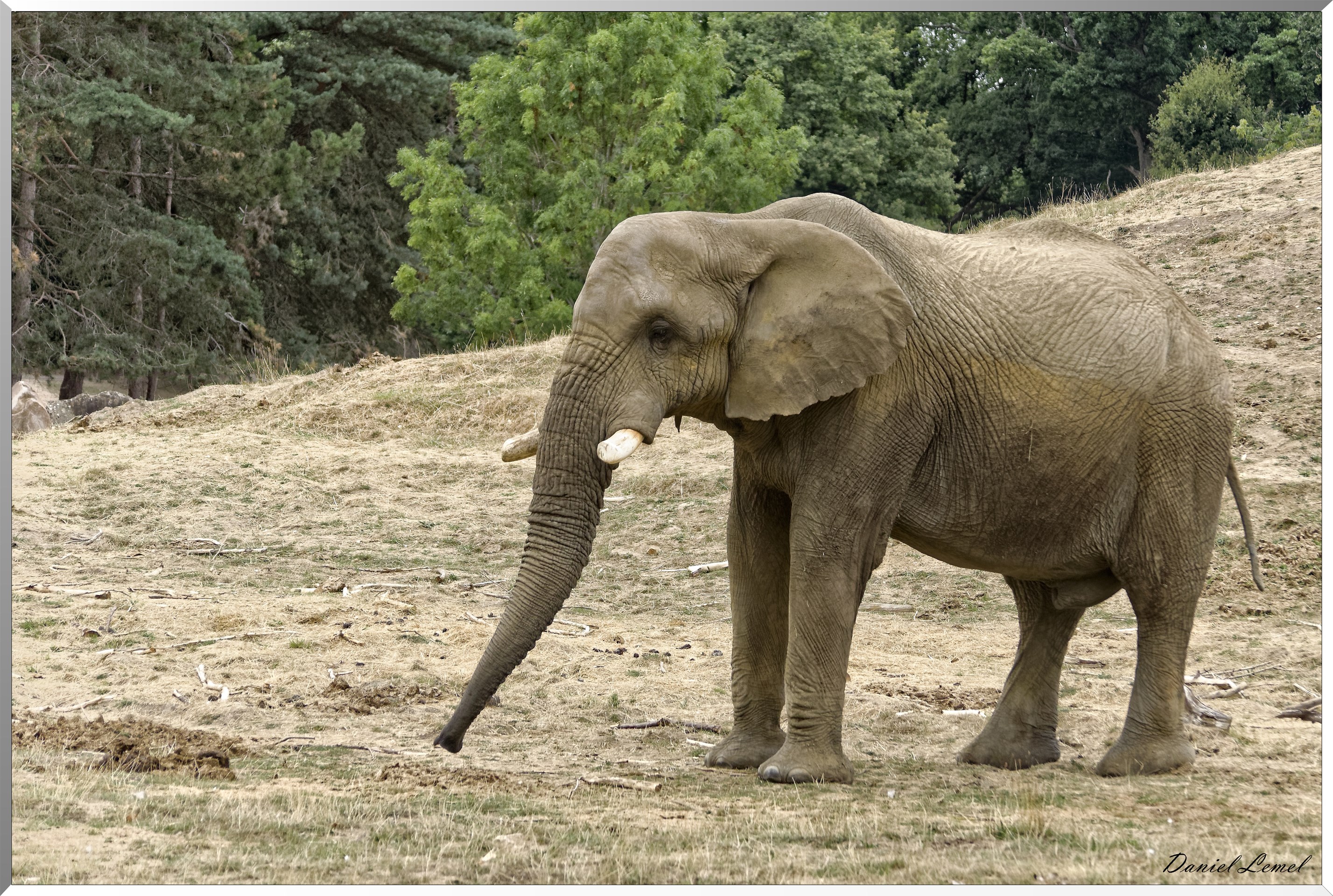 Eléphant