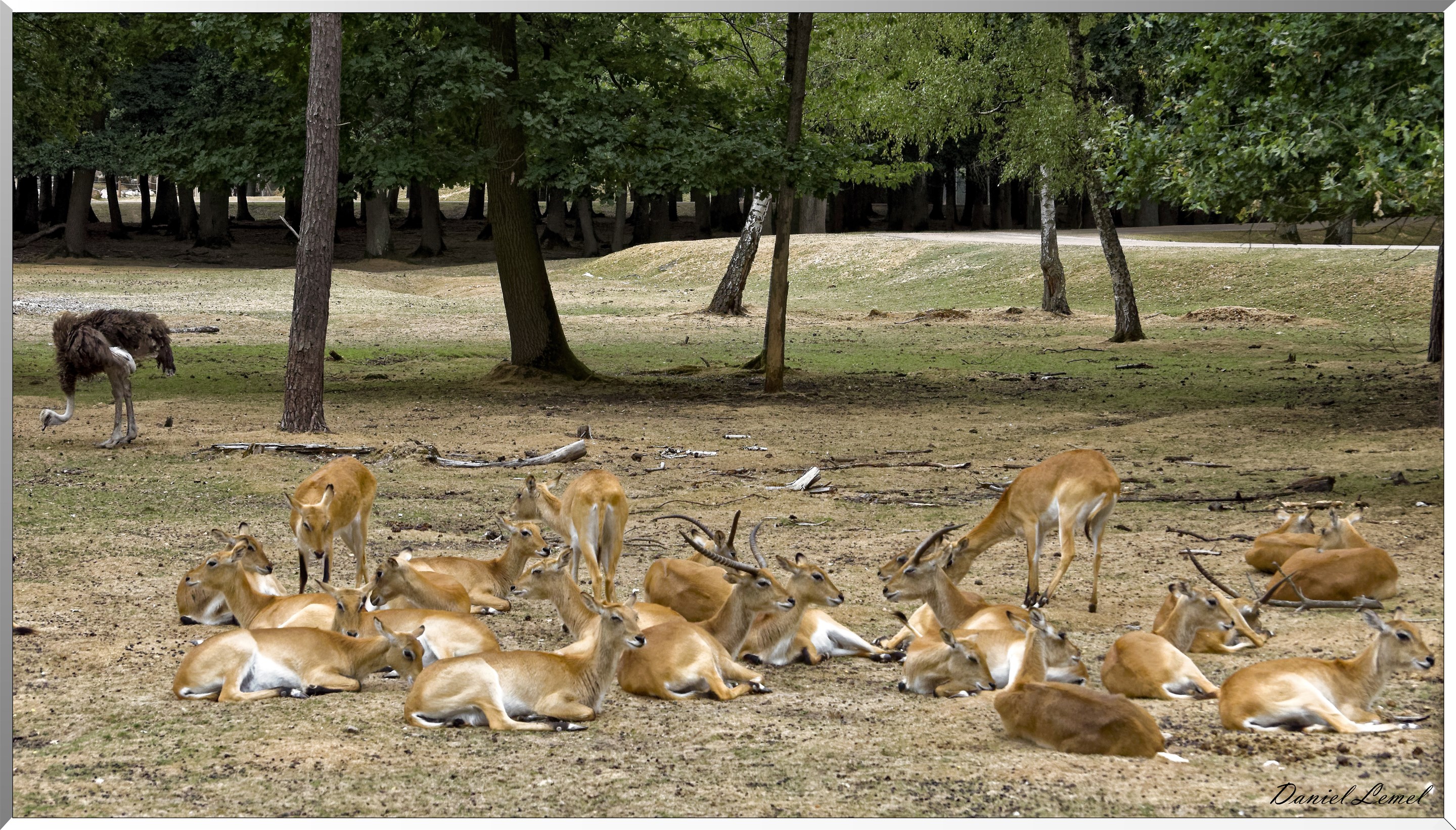 Cobes de Lechwe