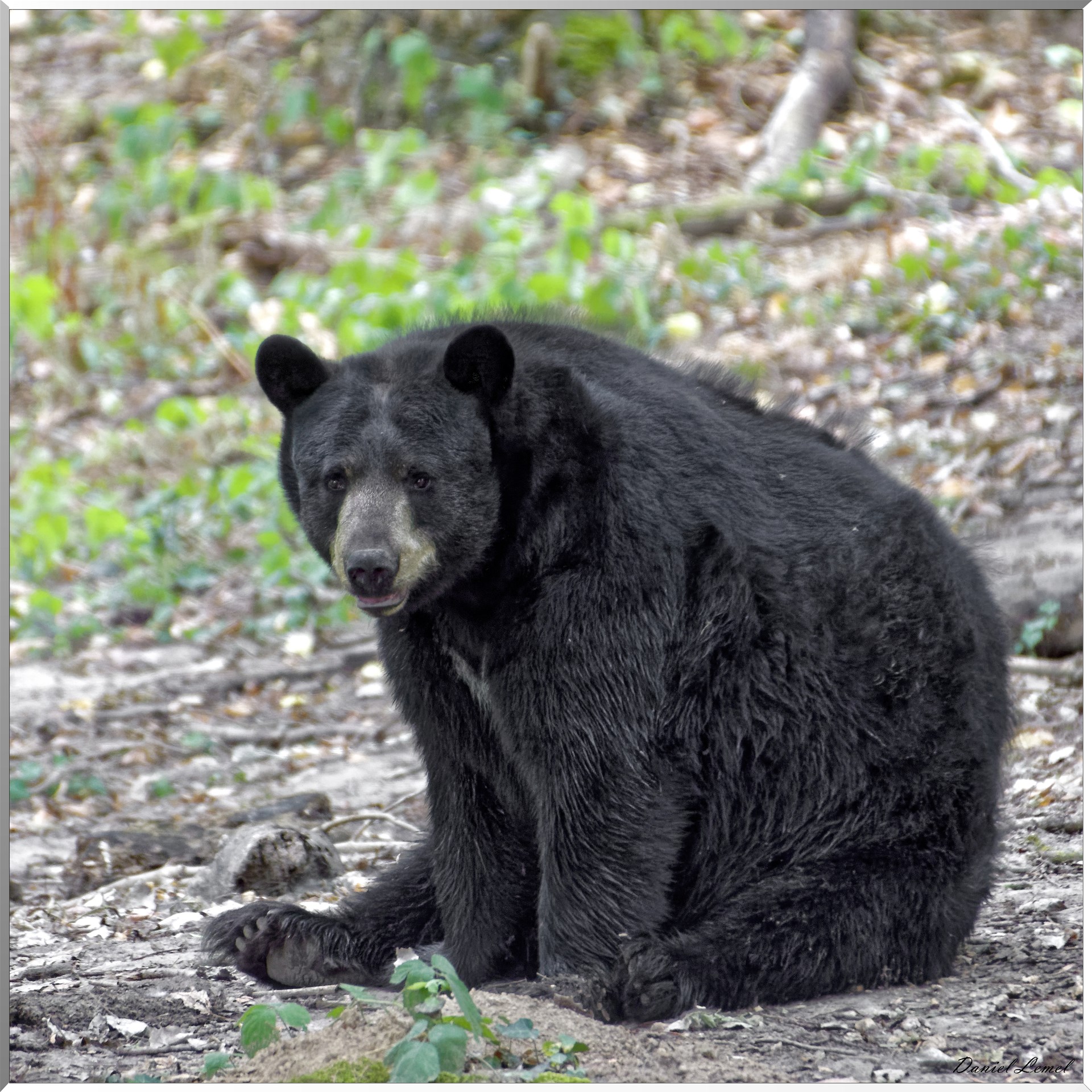 Ours