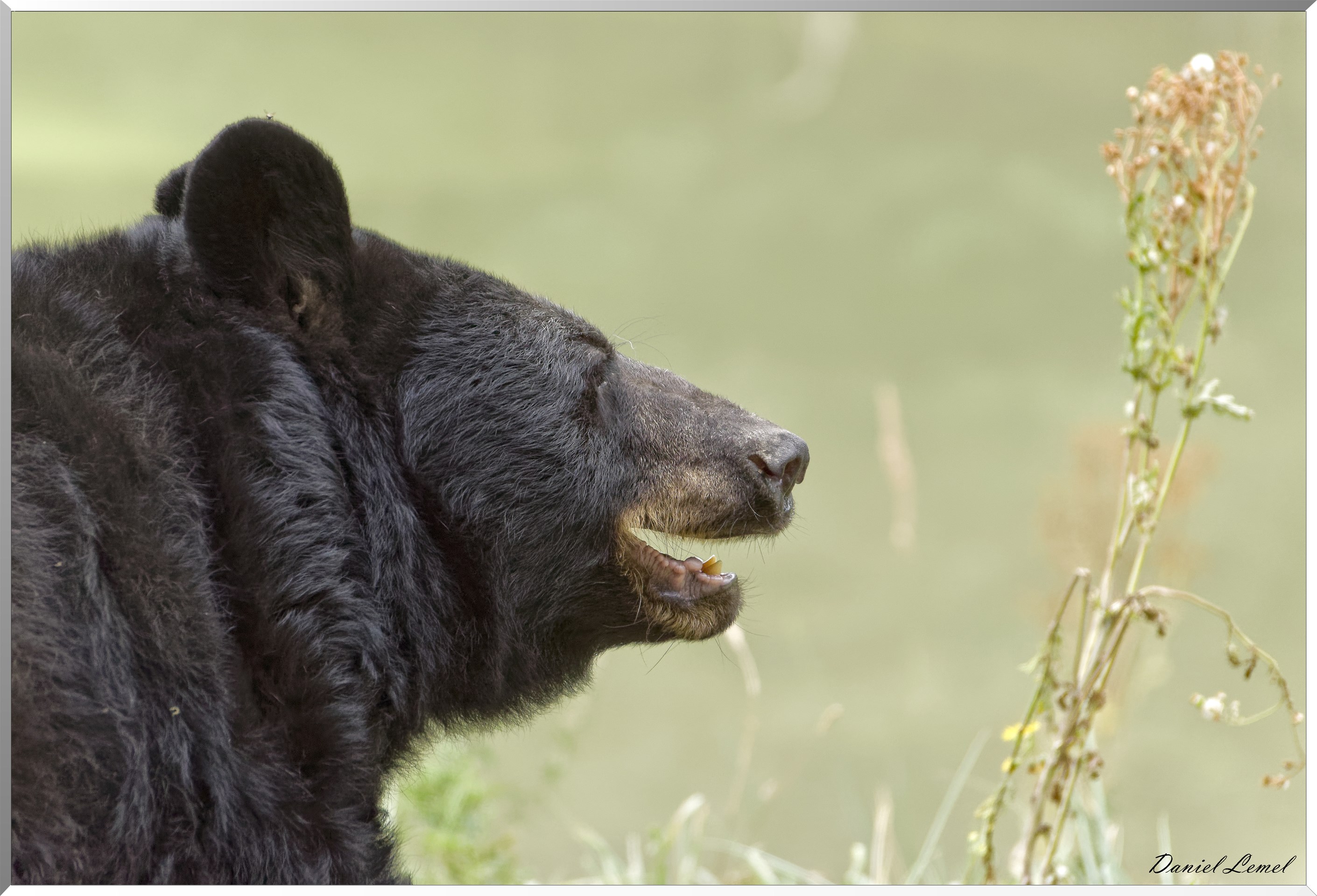 Ours