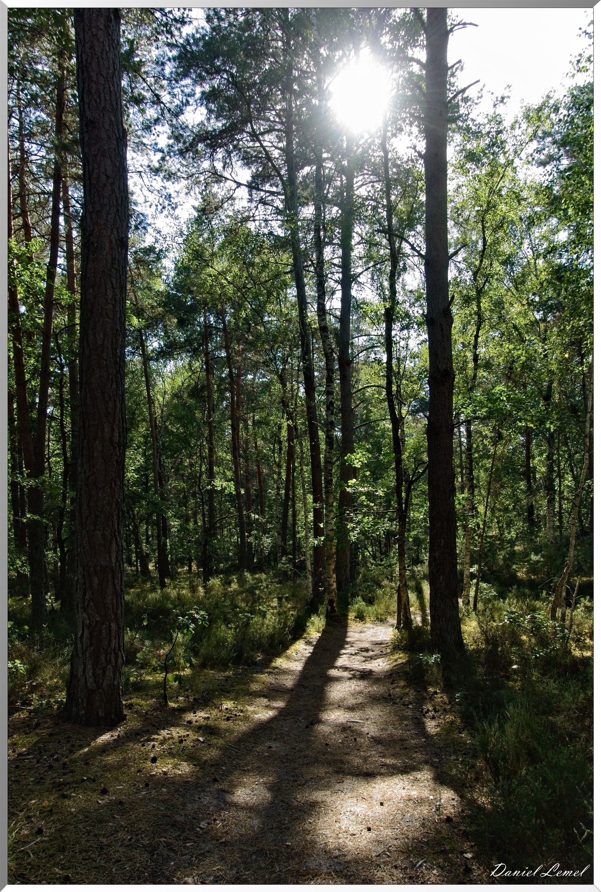 Forêt de Fontainebleau