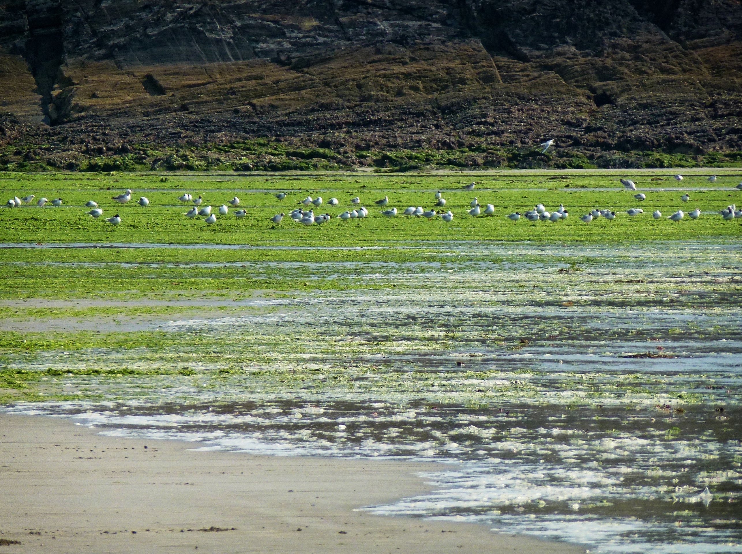 Plage