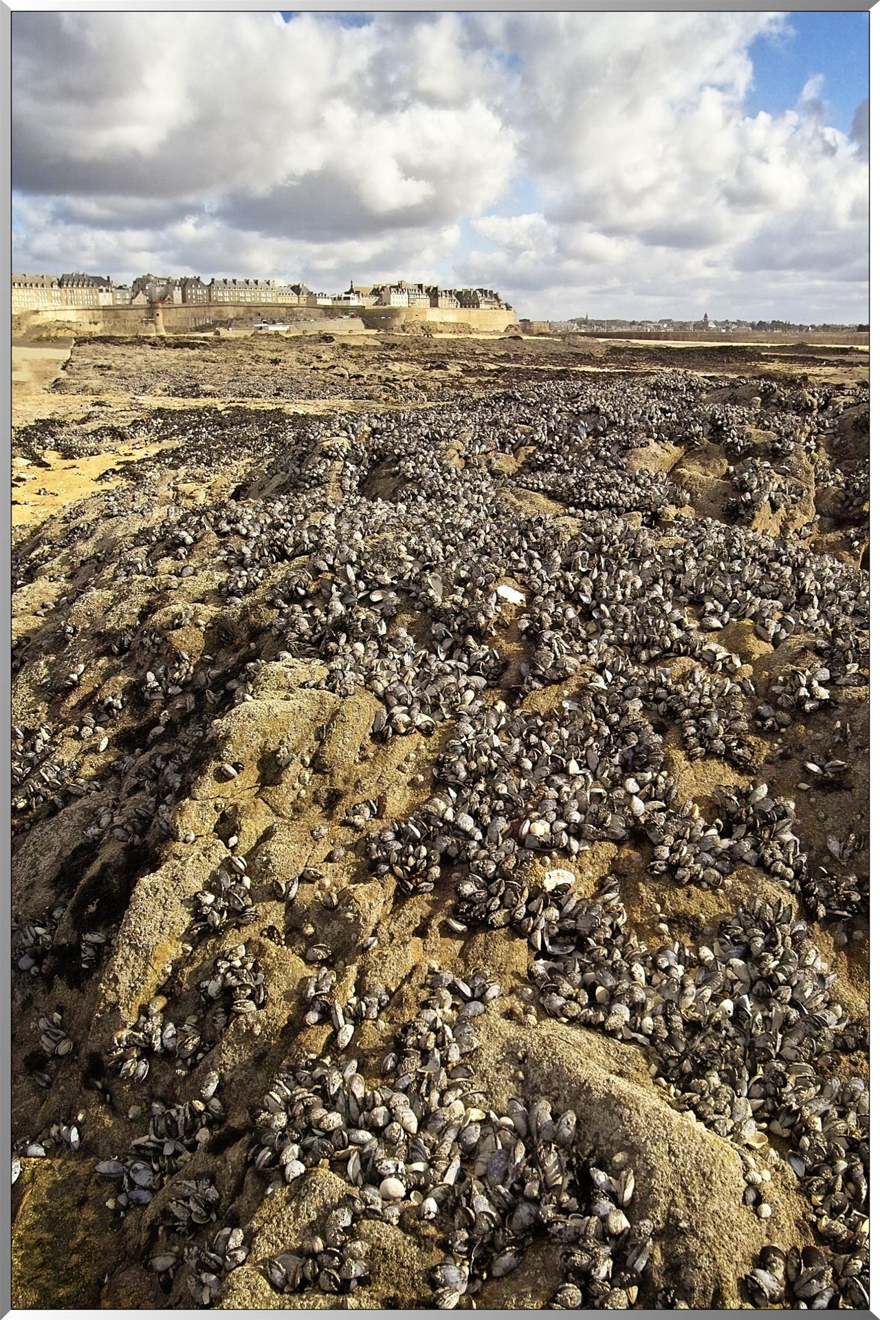 Moules à marée basse