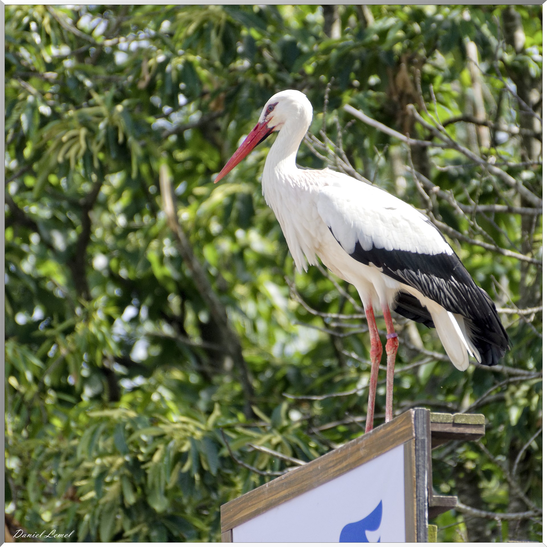 Le Bal des Oiseaux Fantômes