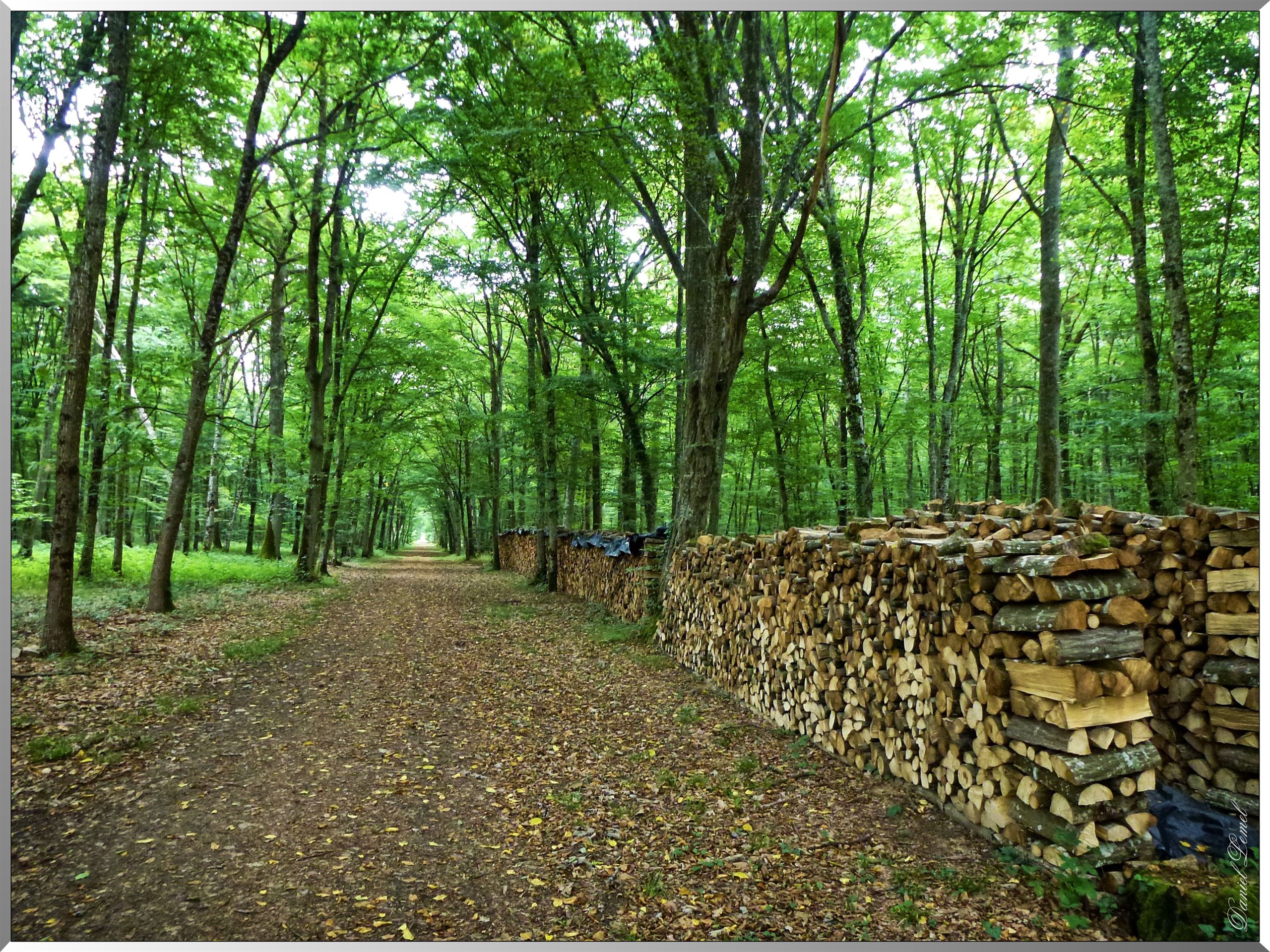 Allee bois du chateau de la Carte