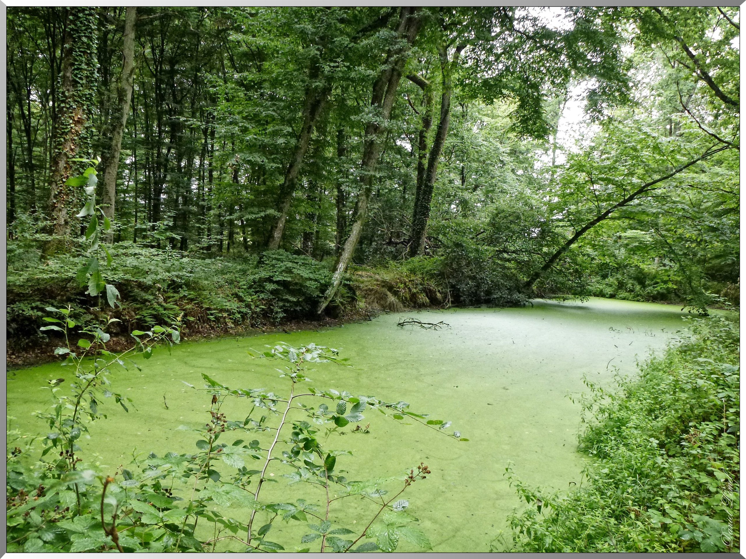 Mare au bois du chateau de la Carte