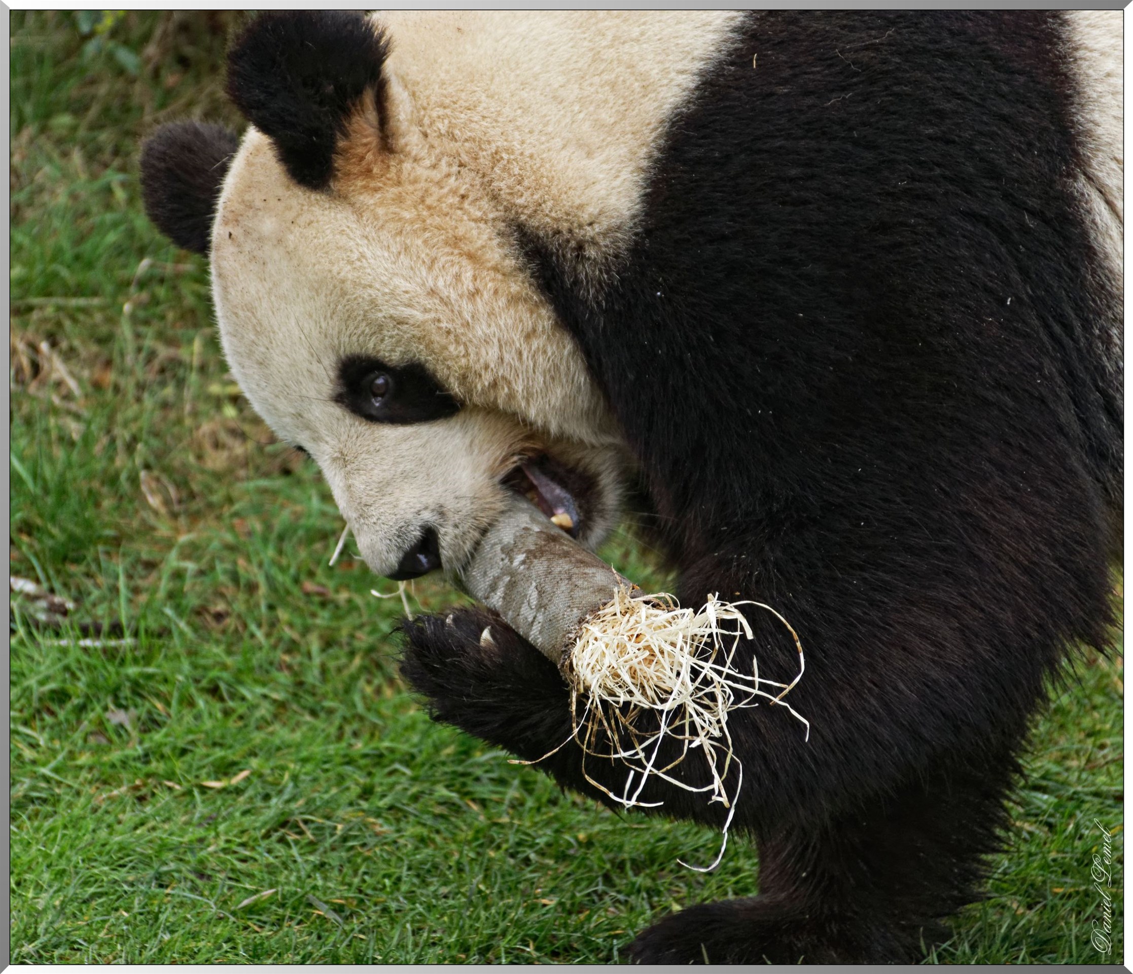 Panda géant