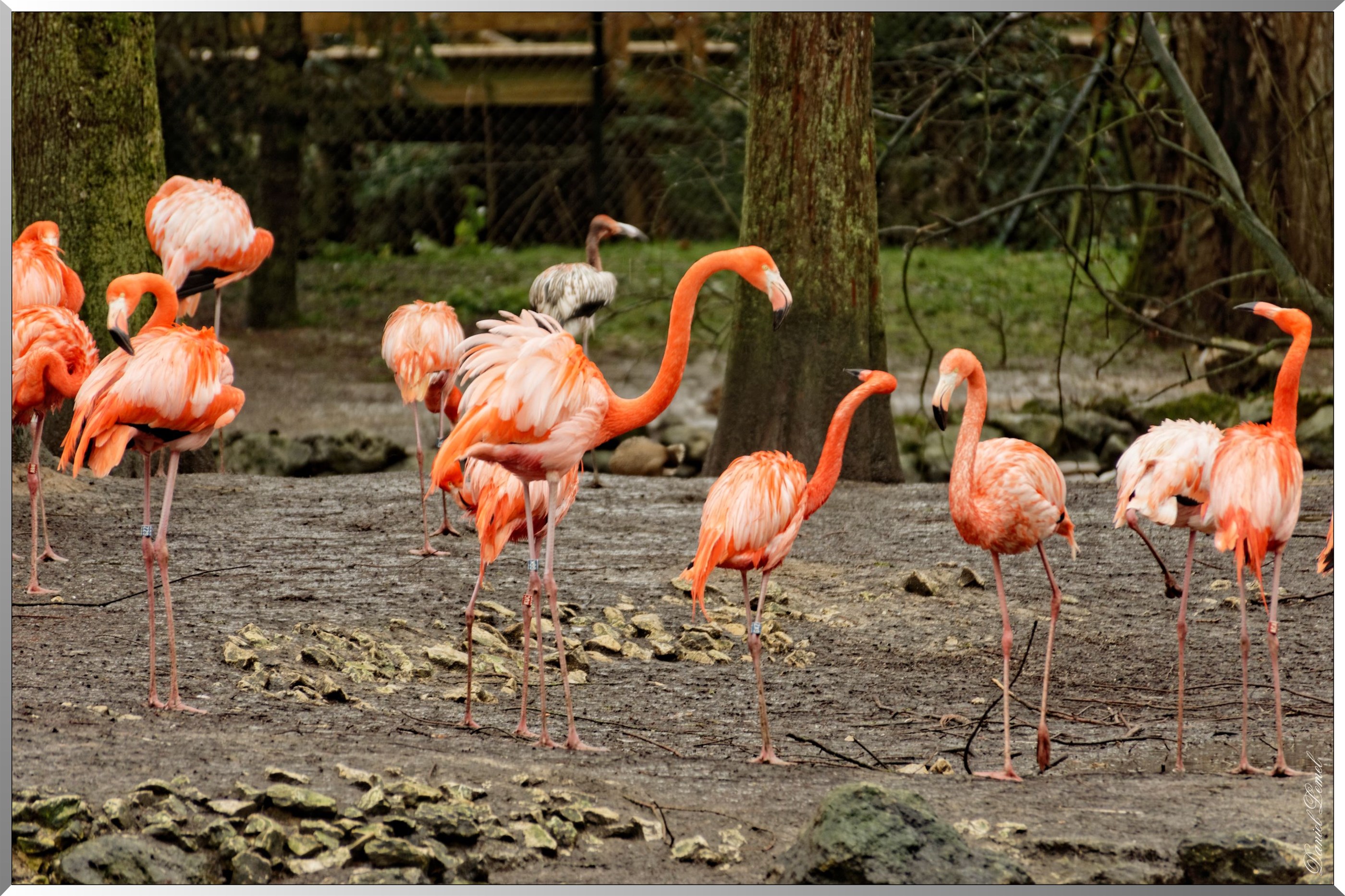 Flamants roses