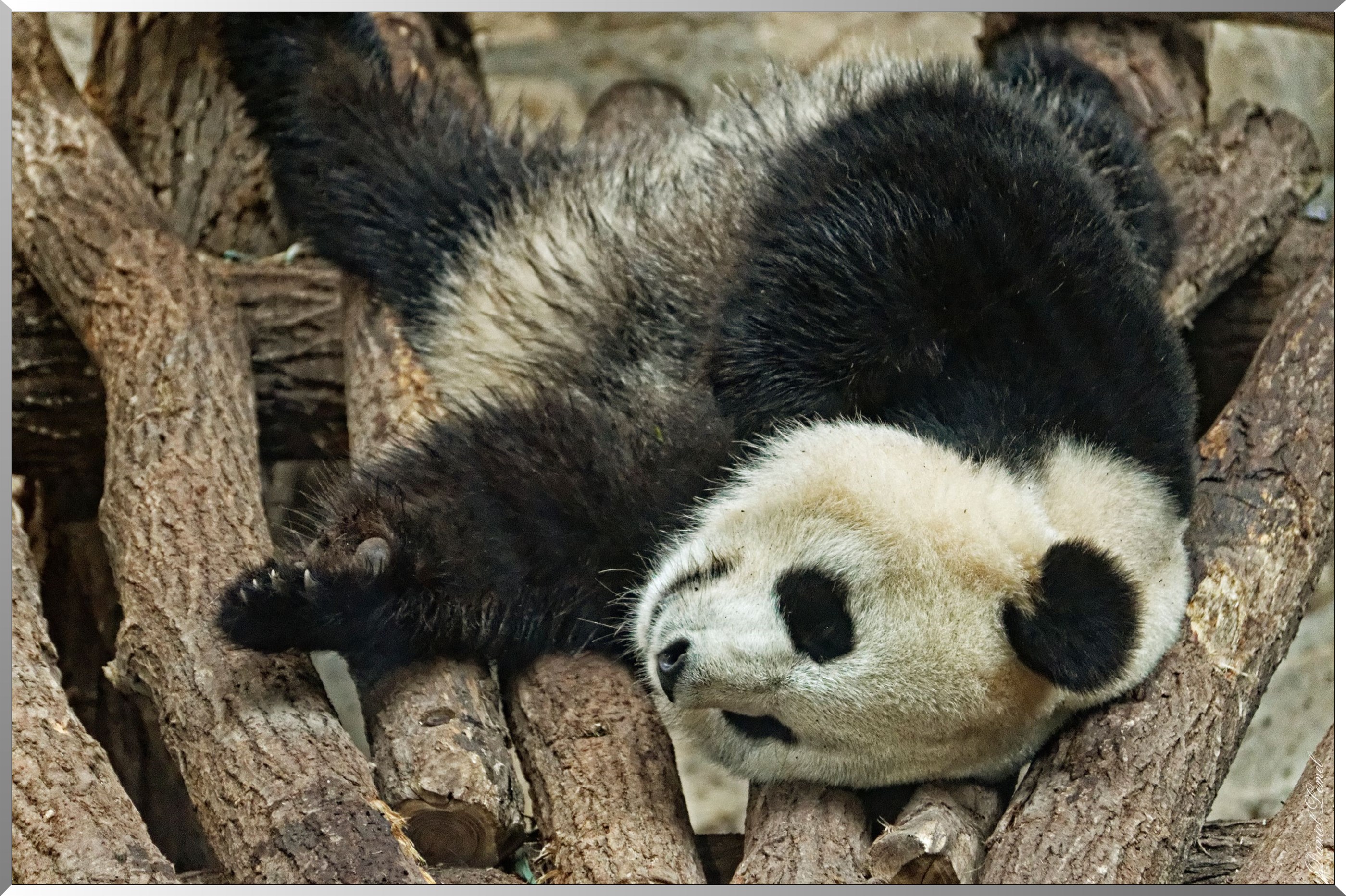 Panda géant