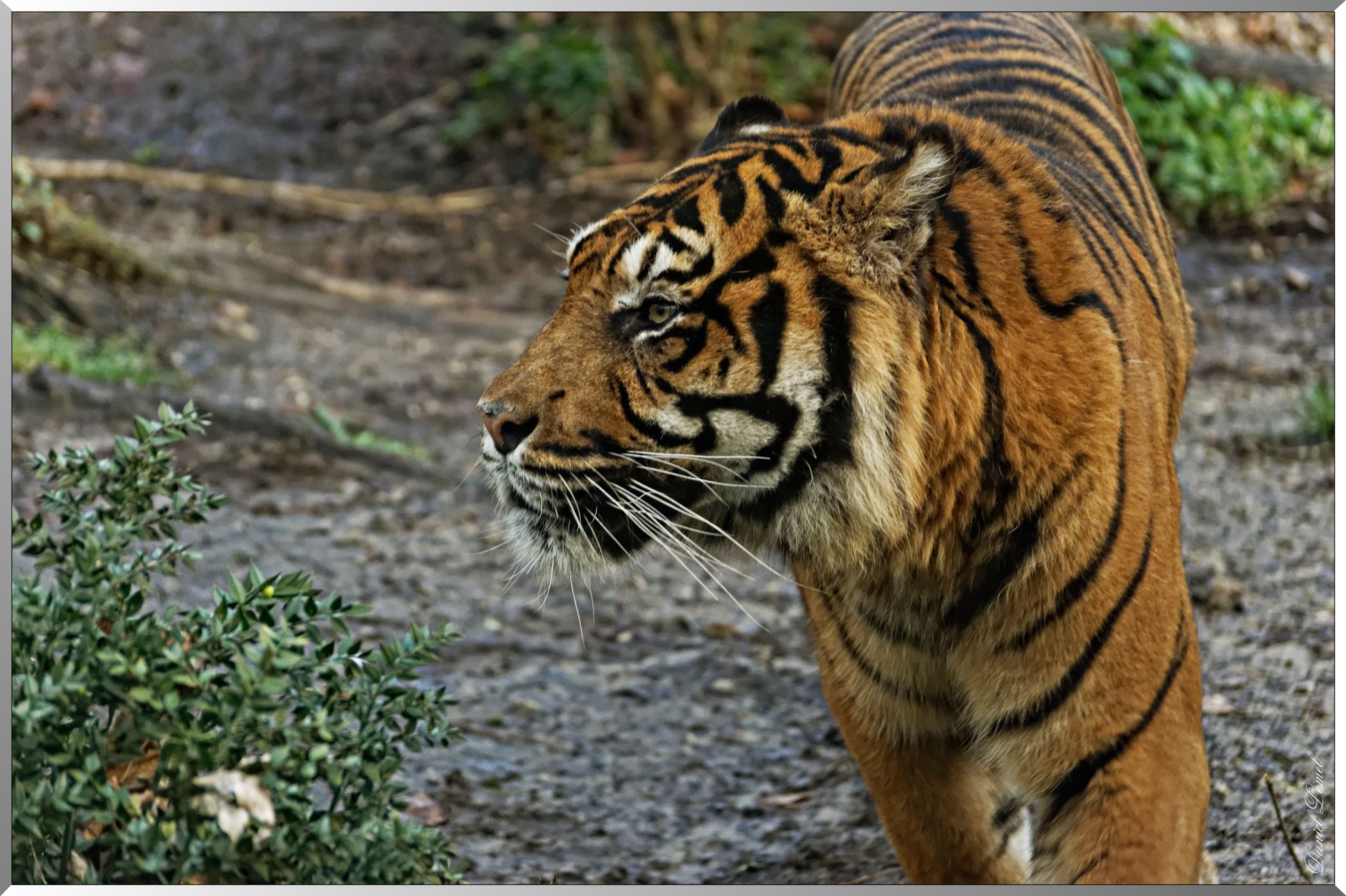 tigre