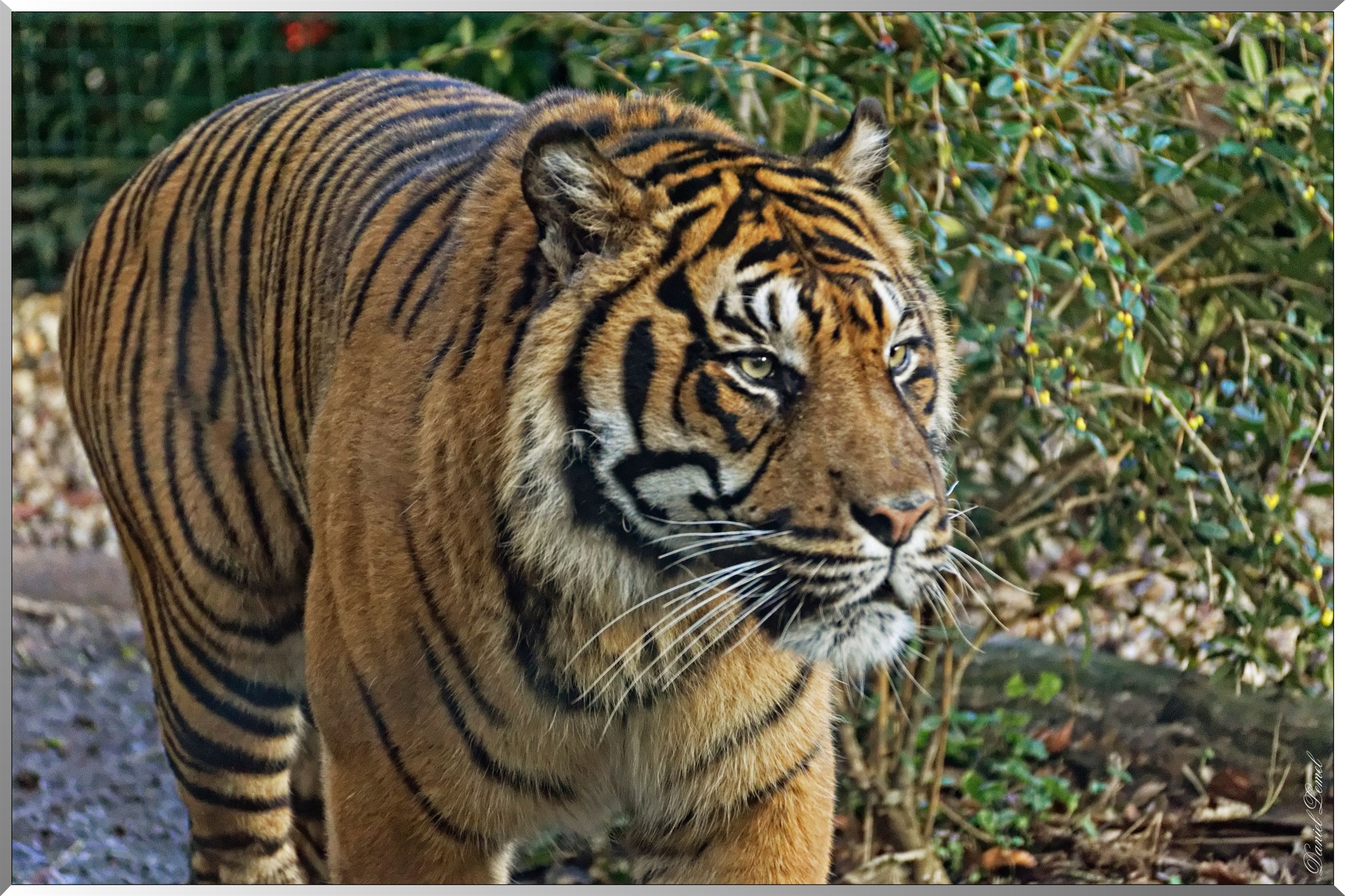 Tigre