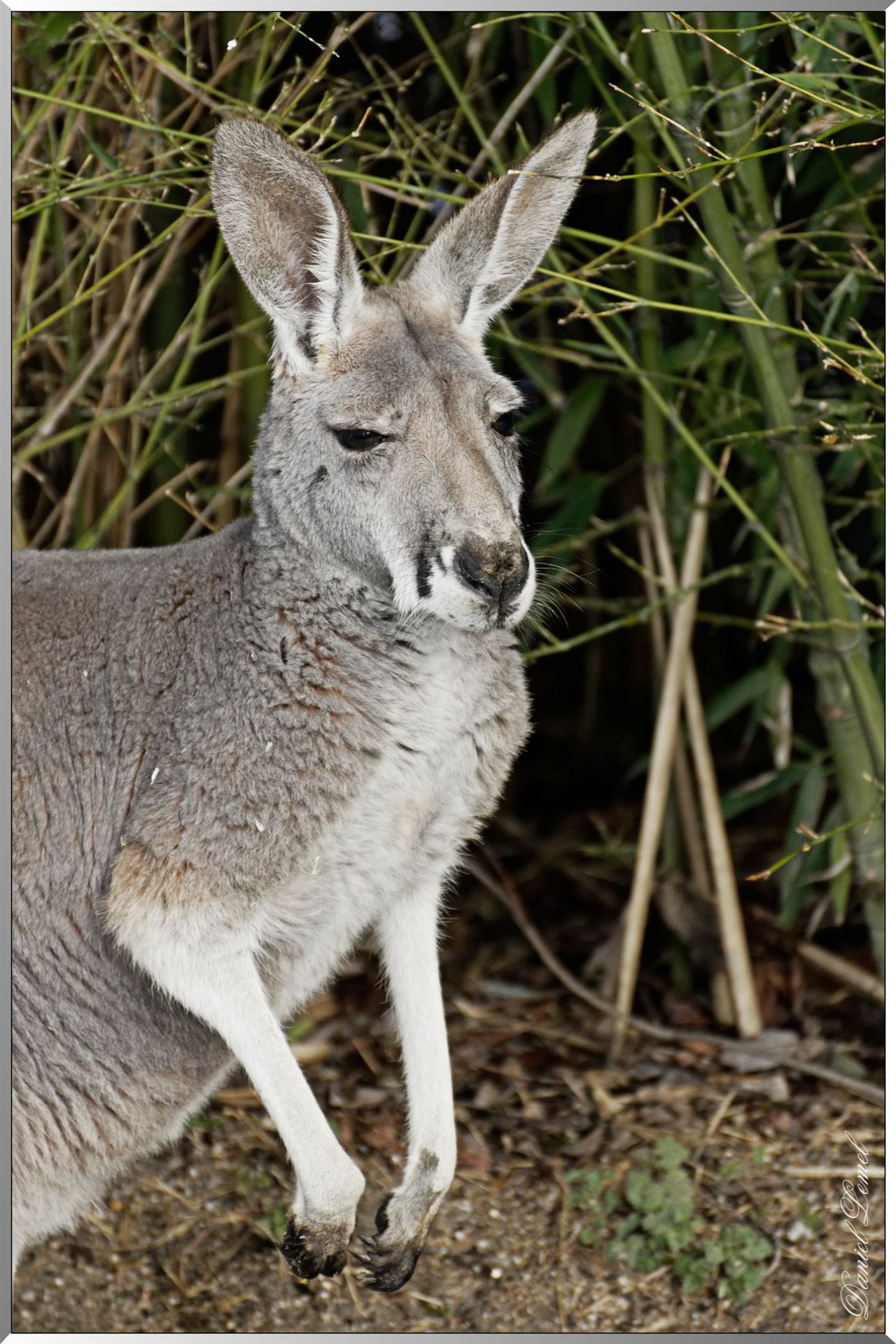 Kangourou