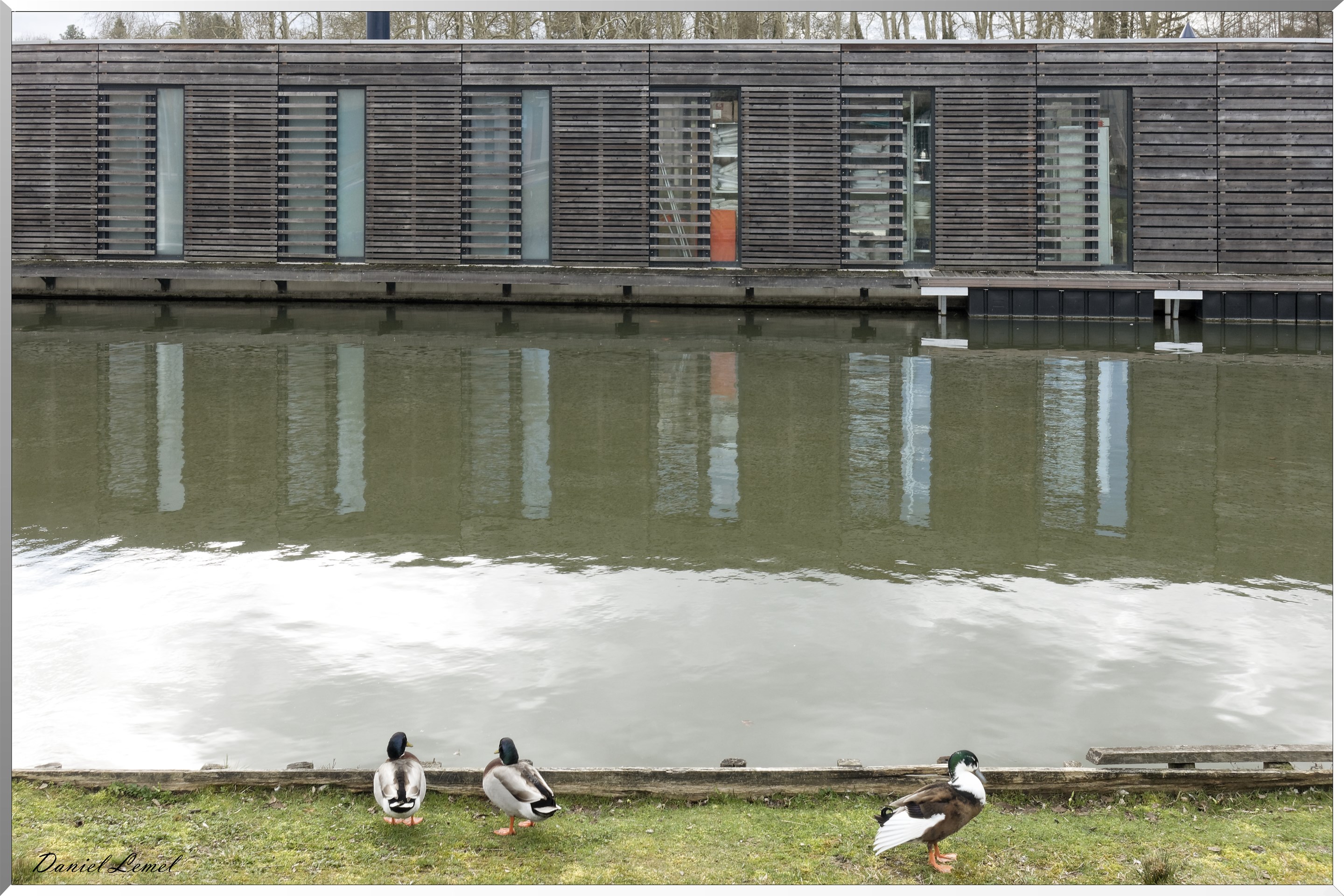Canal de Briare - Canard col vert