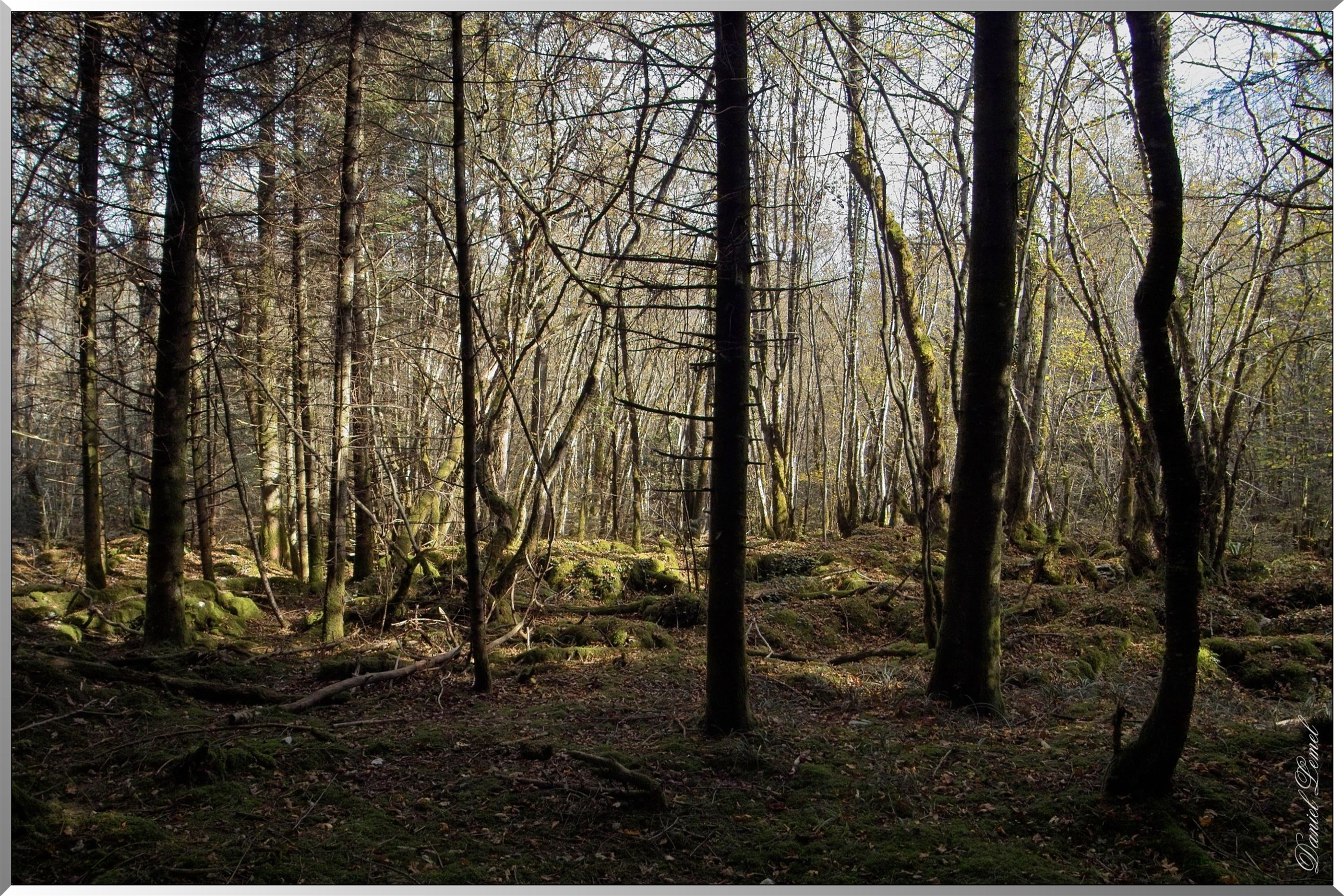 Forêt des Moidons