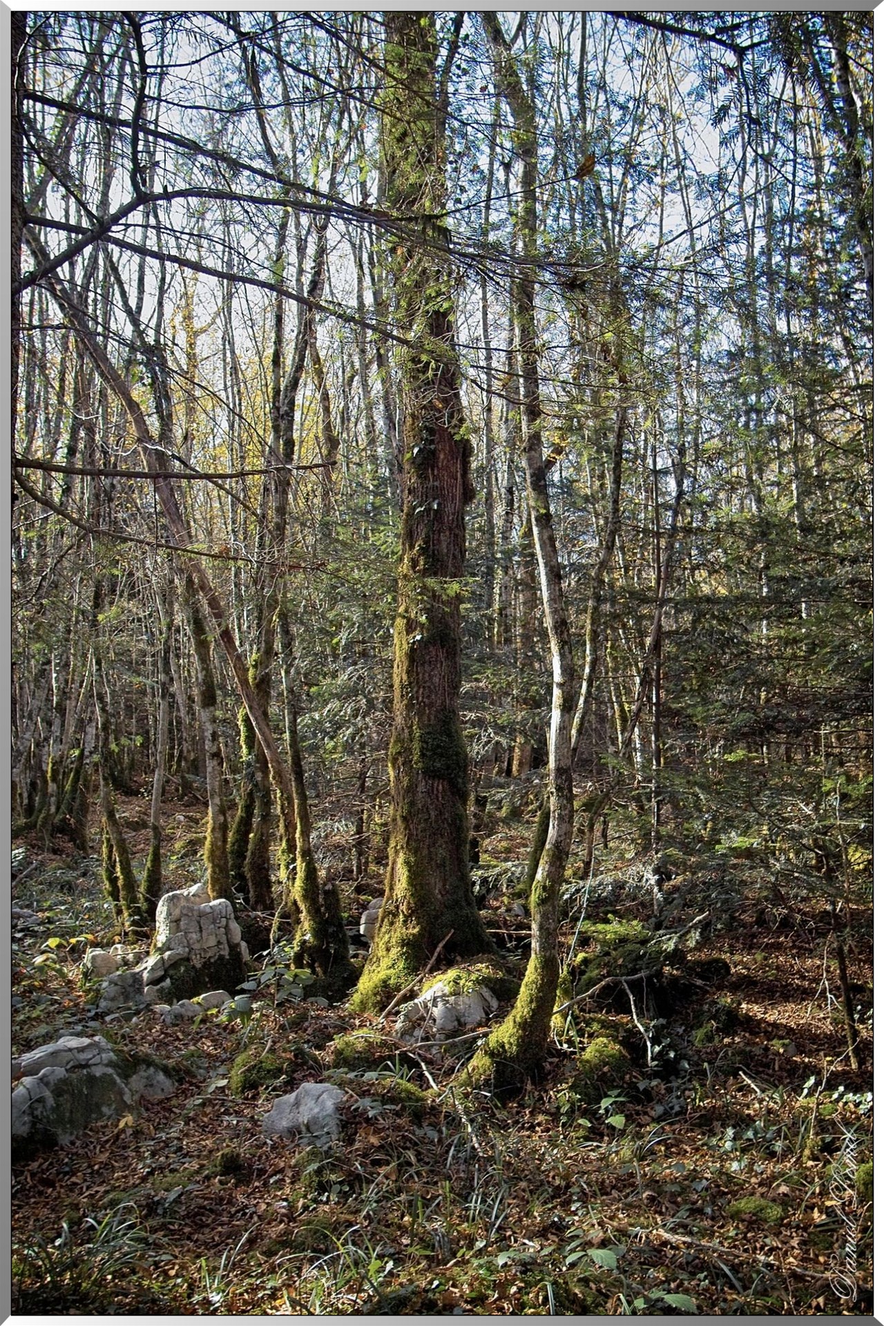 Forêt des Moidons